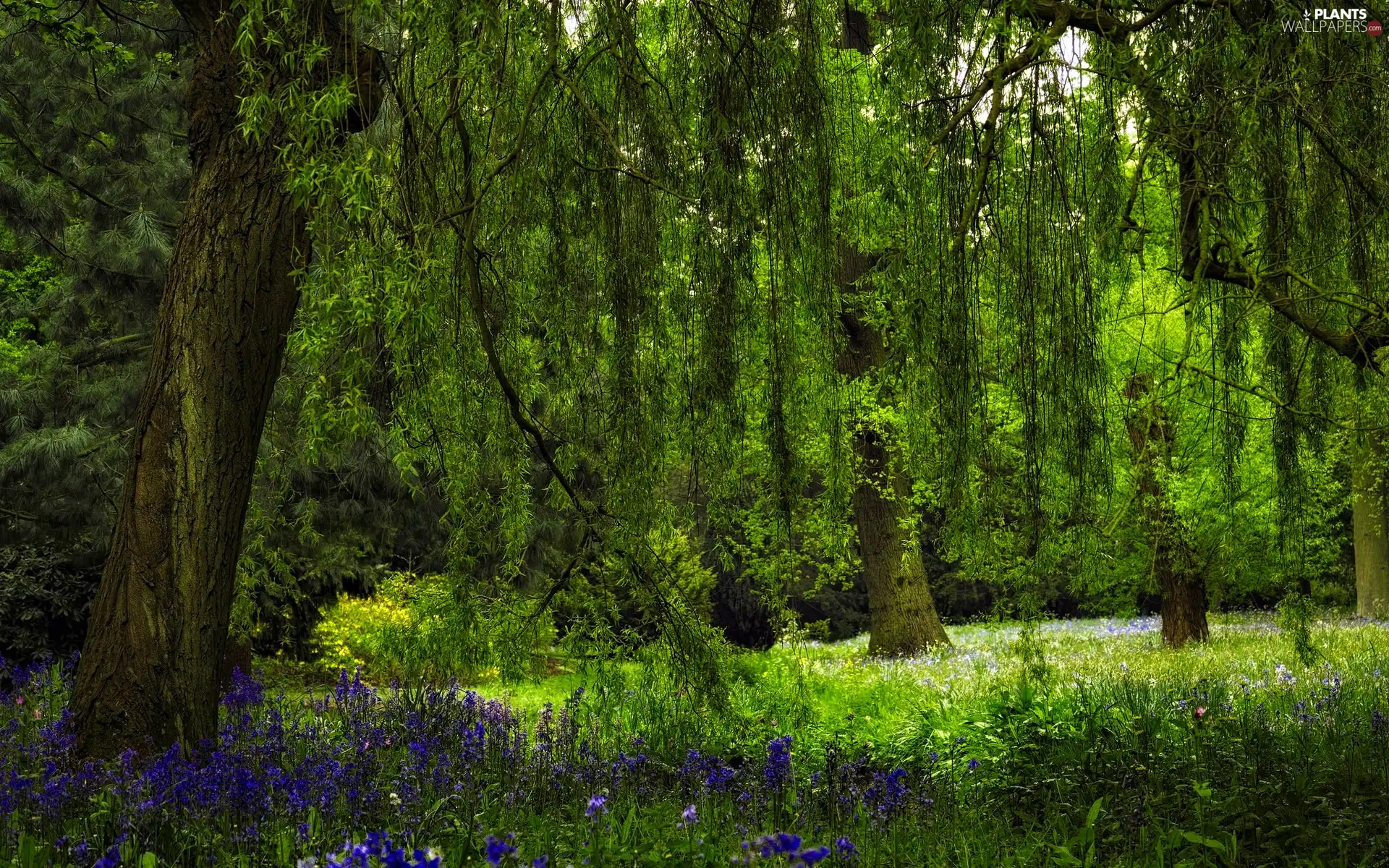 car in the meadow, Flowers, trees, branch pics, forest