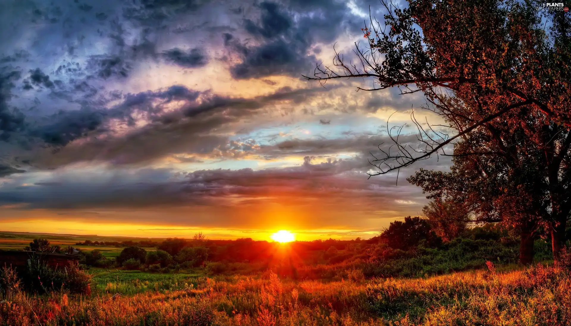 trees, viewes, west, sun, clouds