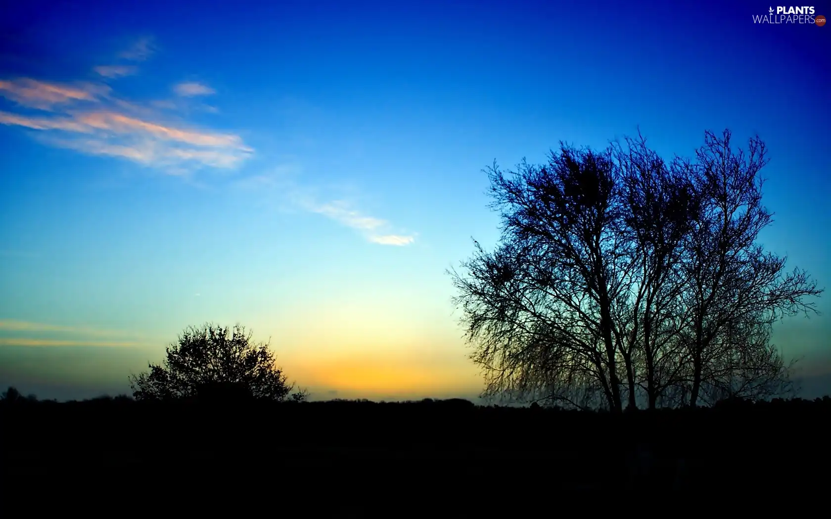 trees, viewes, on, Sky, end