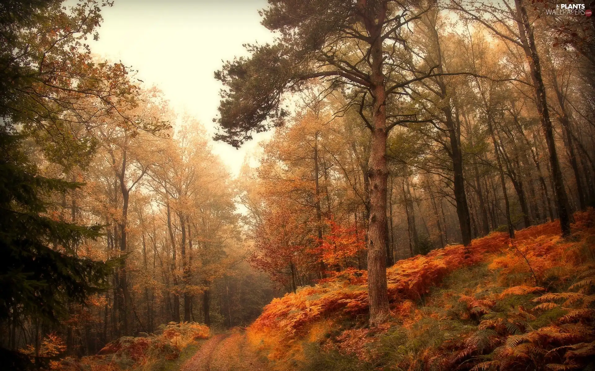 Path, forest, trees, viewes, fern, autumn