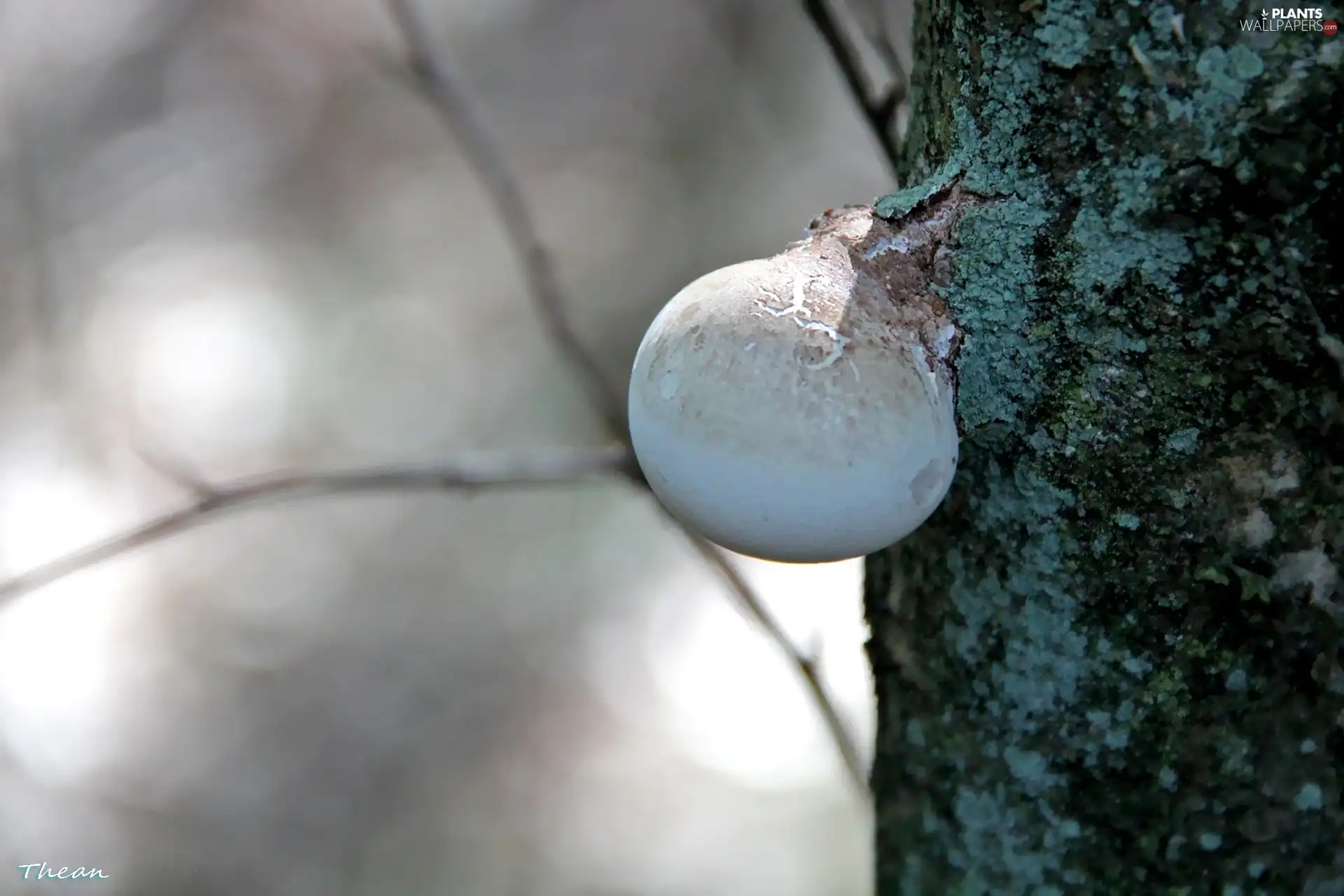 trees, viewes, an, trunk, fuzz-ball