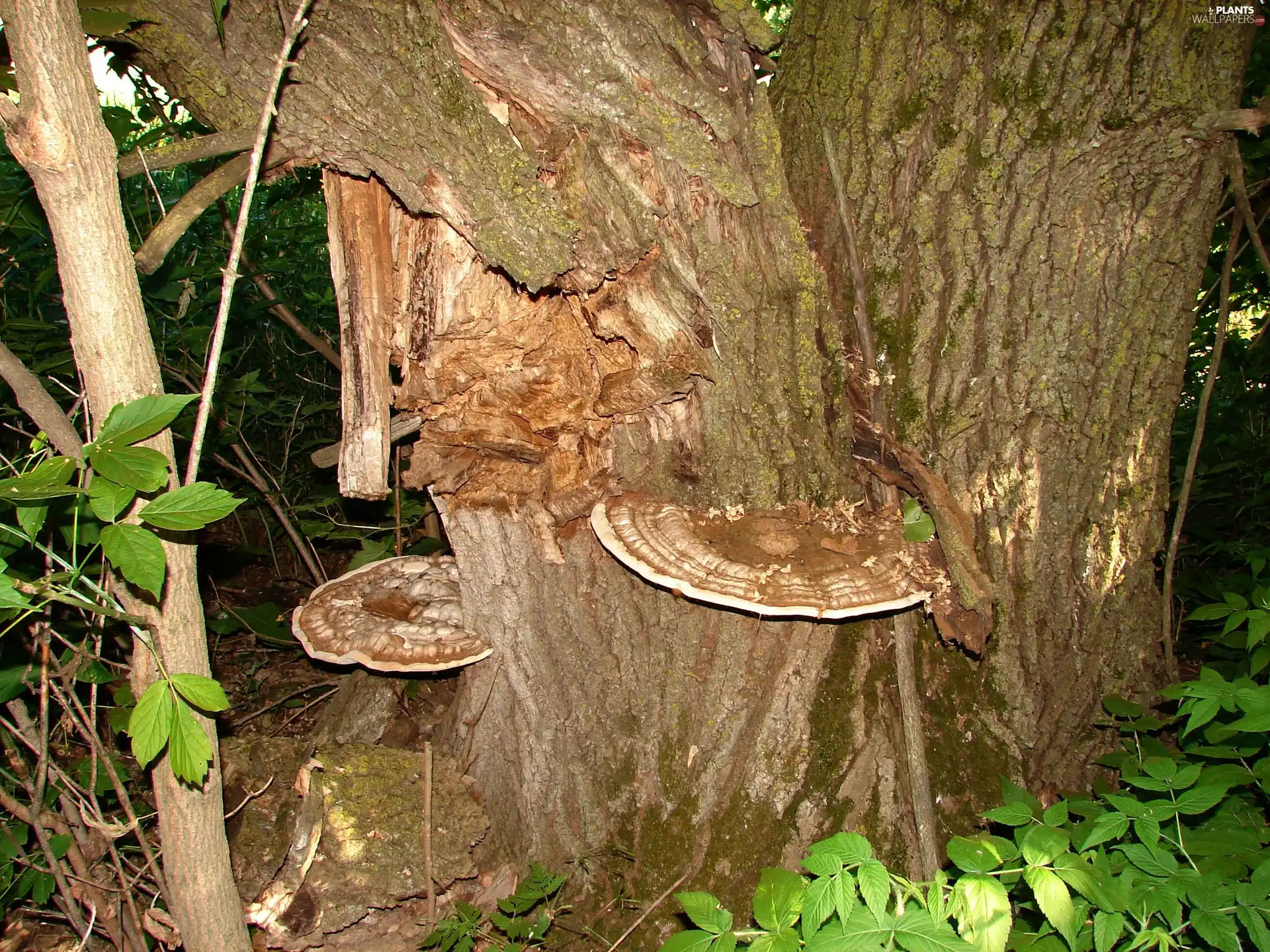 trees, viewes, an, trunk, hub