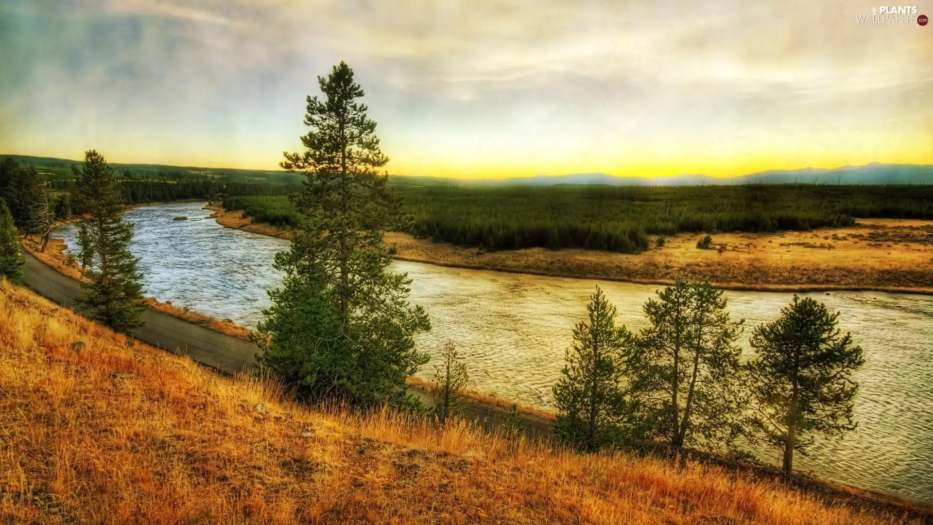 trees, viewes, current, edges, River