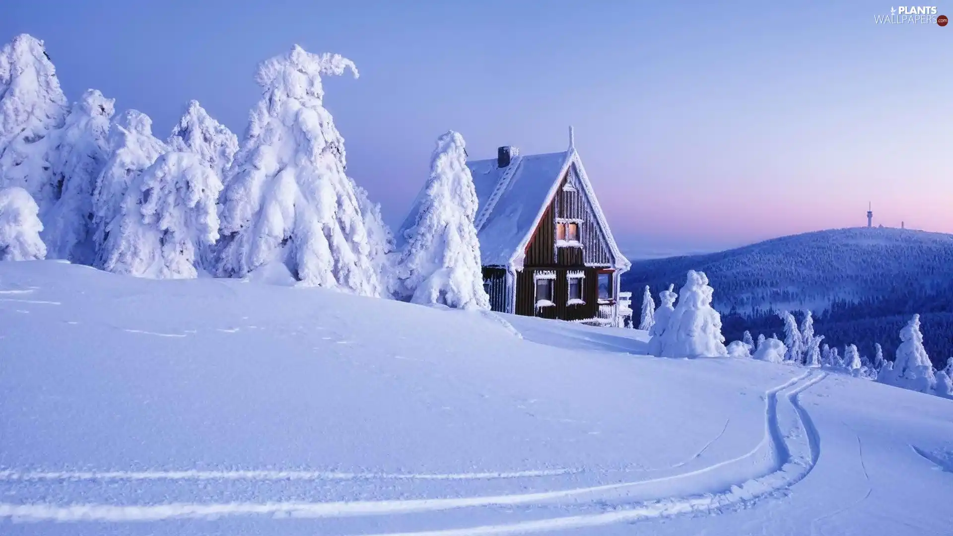 trees, viewes, Home, Snowy, winter