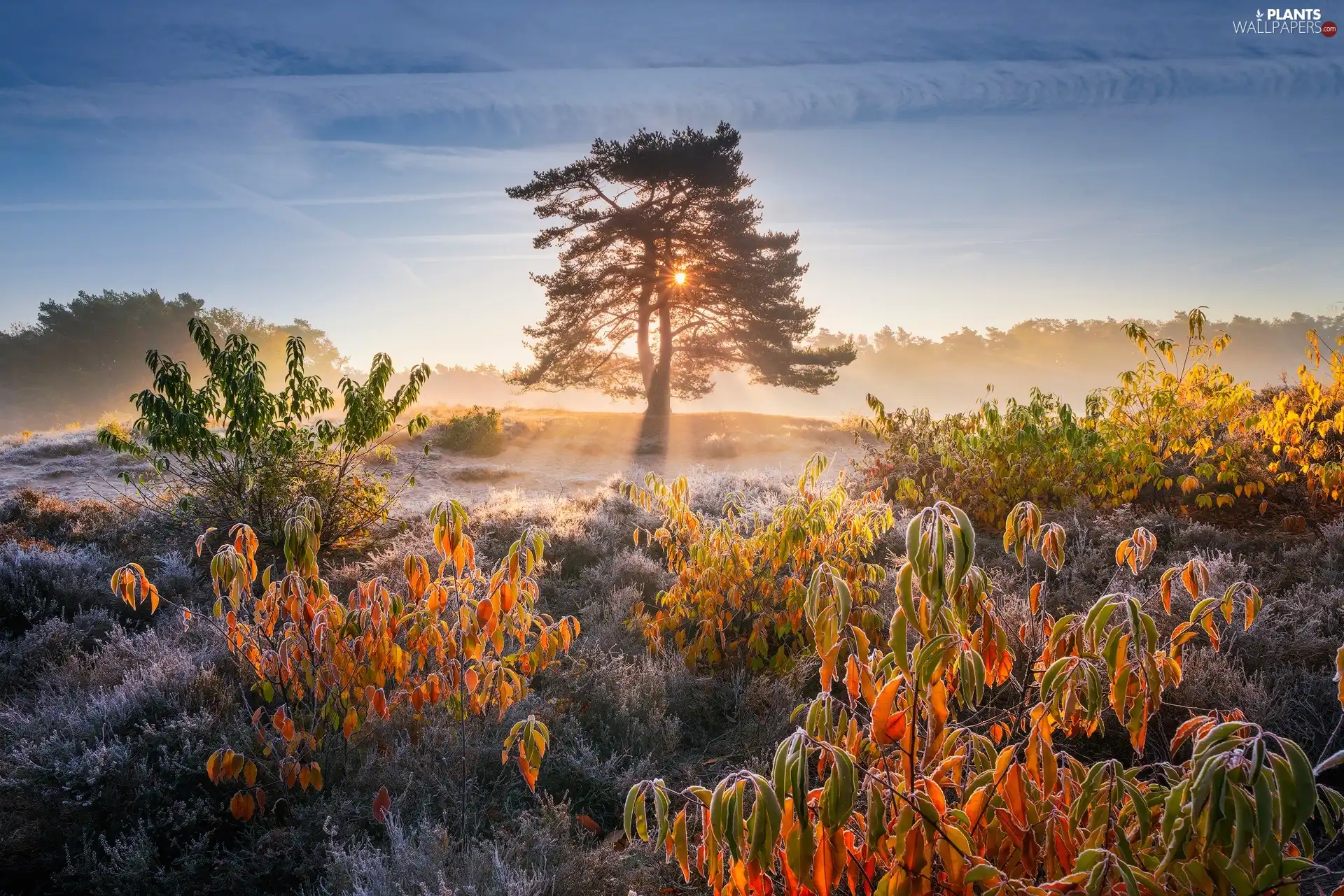 viewes, Bush, White frost, Great Sunsets, autumn, trees