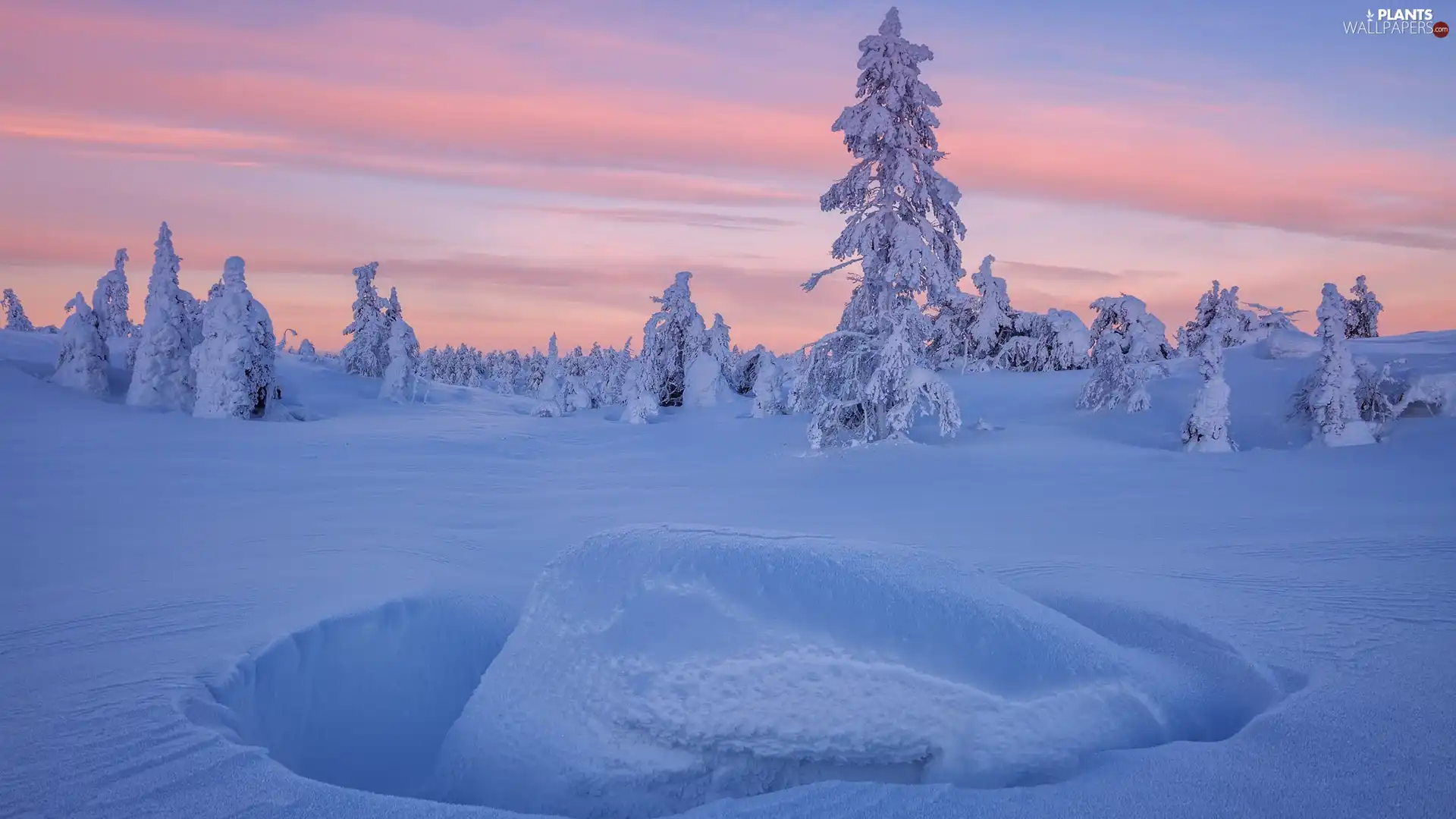 winter, viewes, drifts, trees