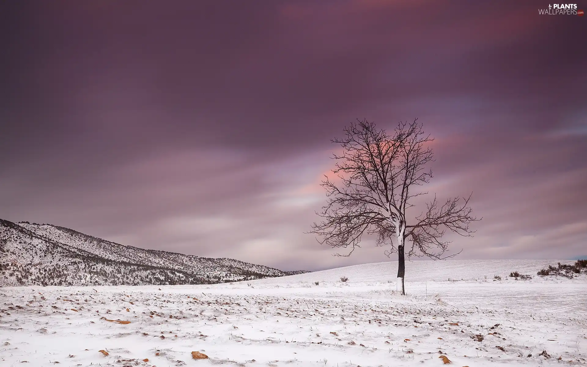 trees, winter, sun, lonely, west