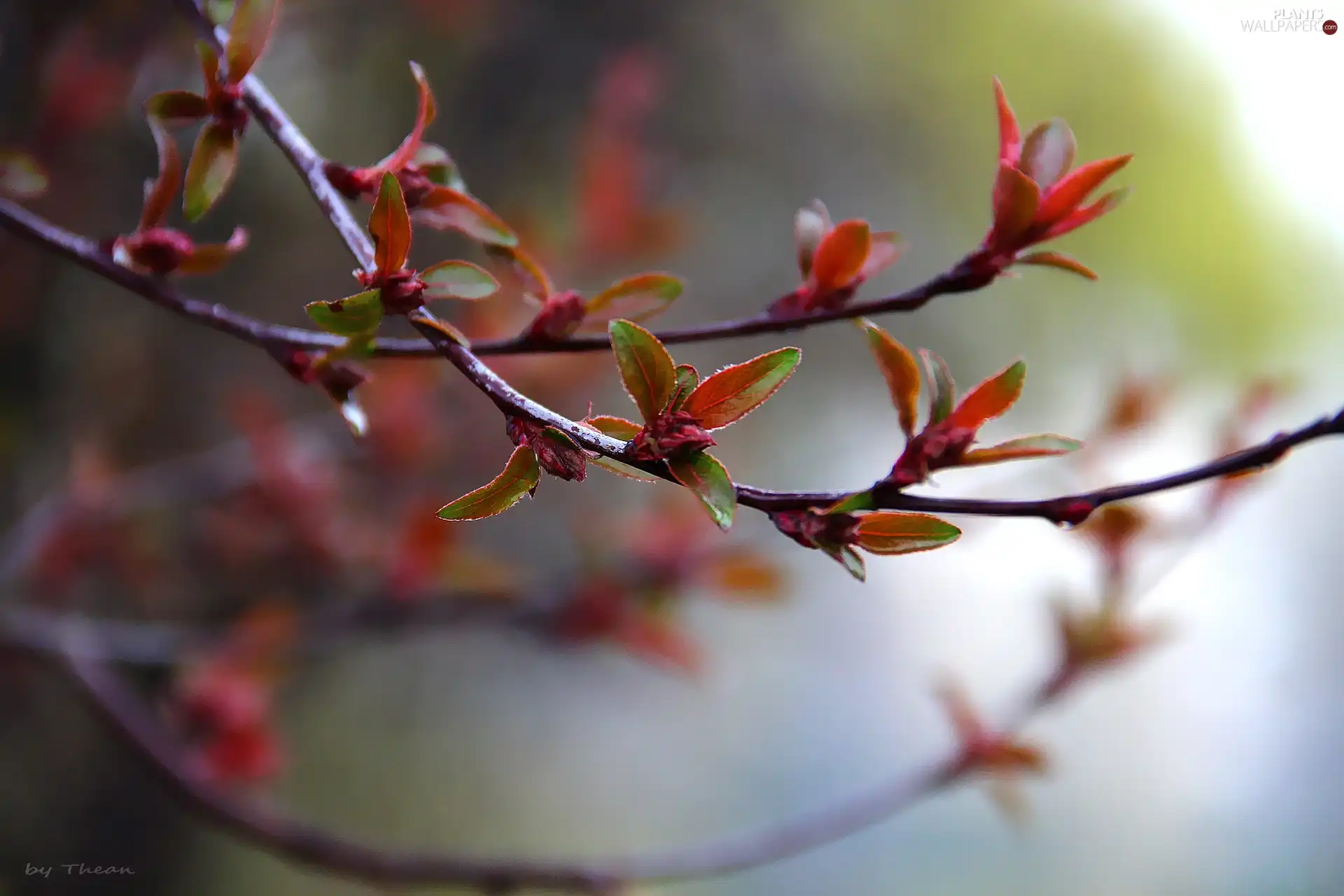 Twigs, young, leaves