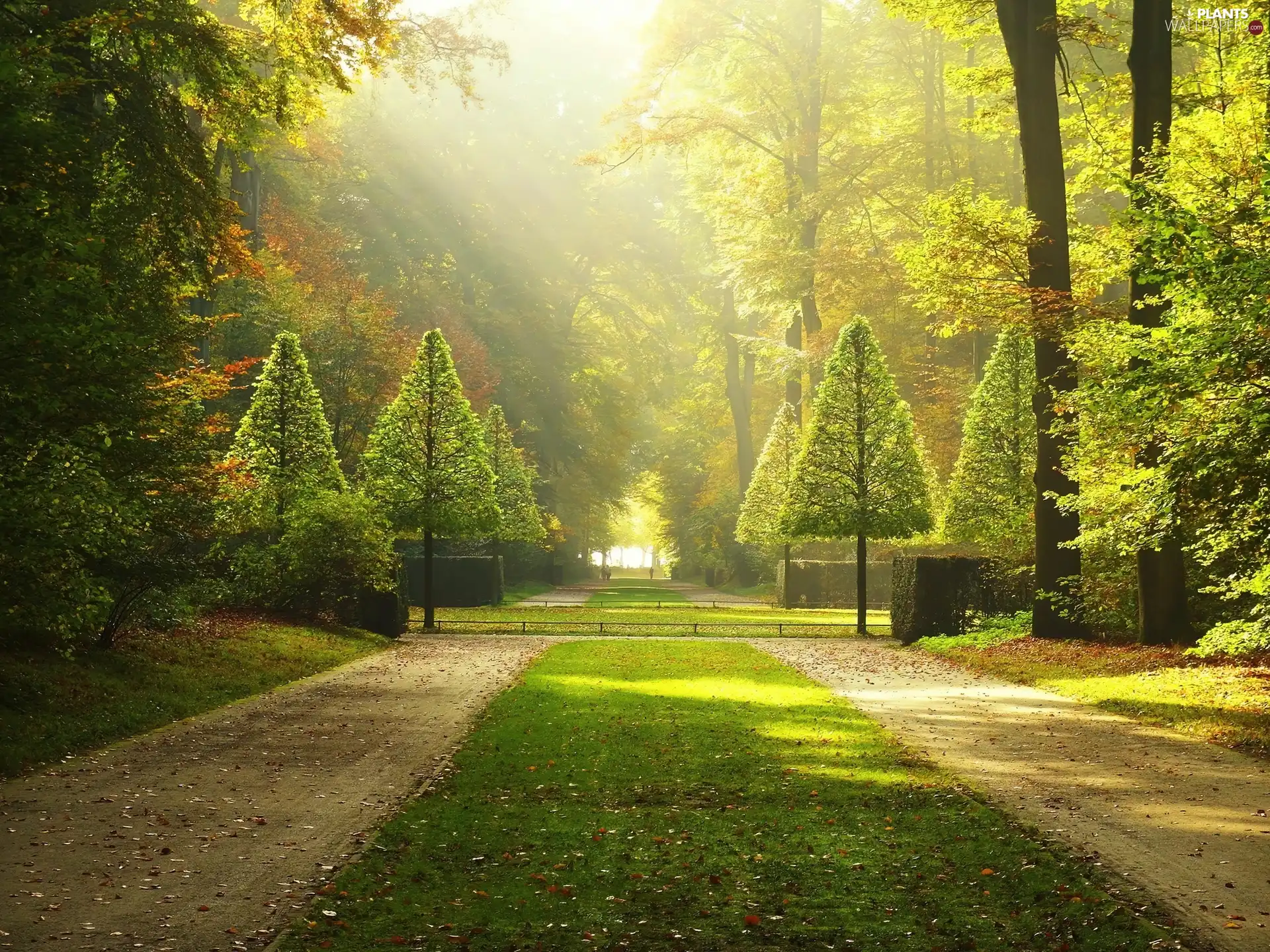 sun, Park, viewes, Alleys, trees, rays