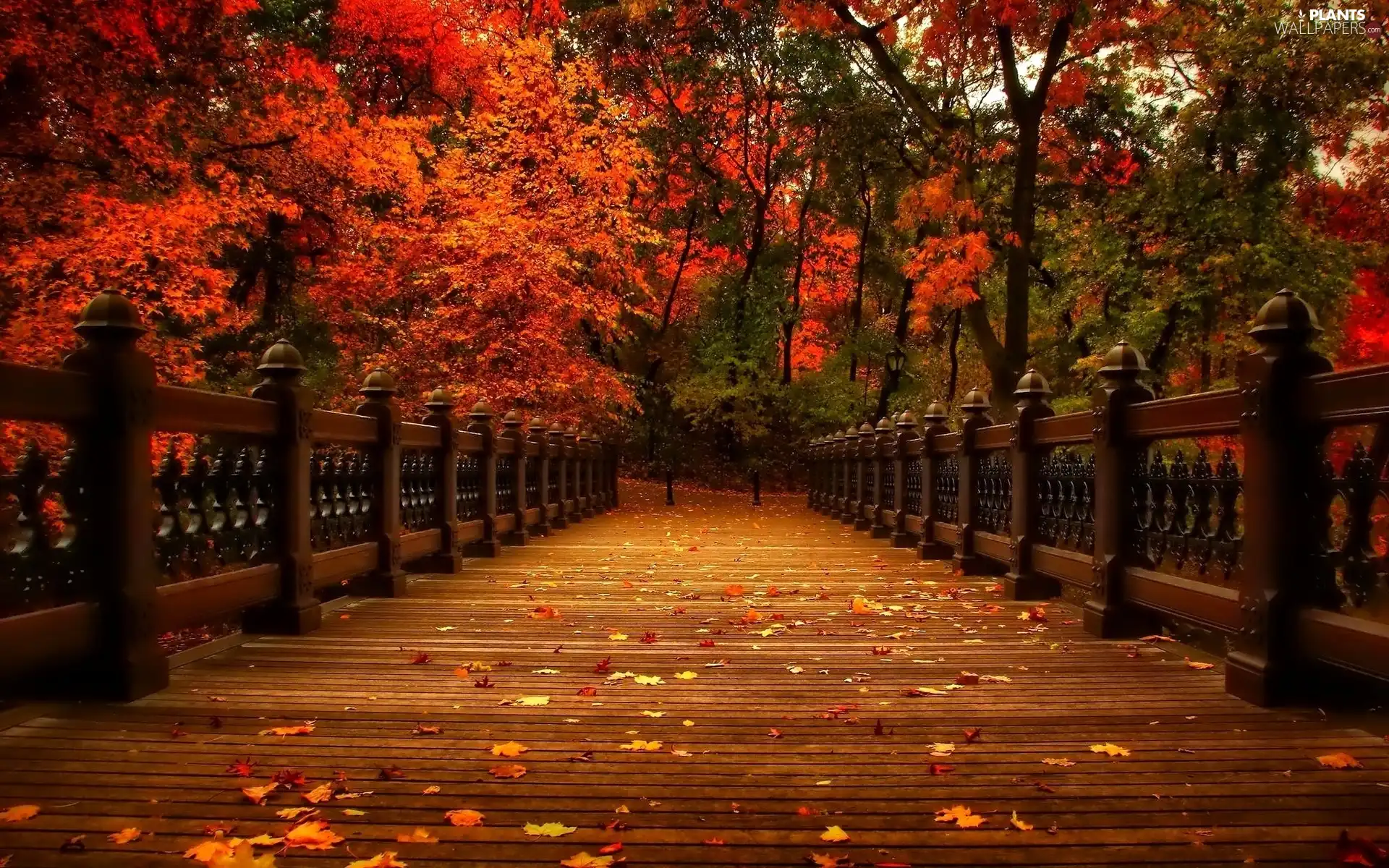 trees, Park, Leaf, color, bridge, viewes, autumn