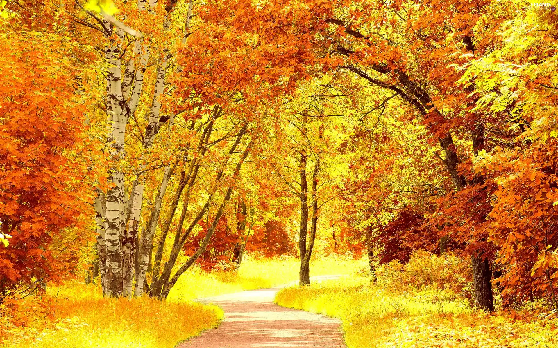 color, Park, viewes, autumn, trees, lane