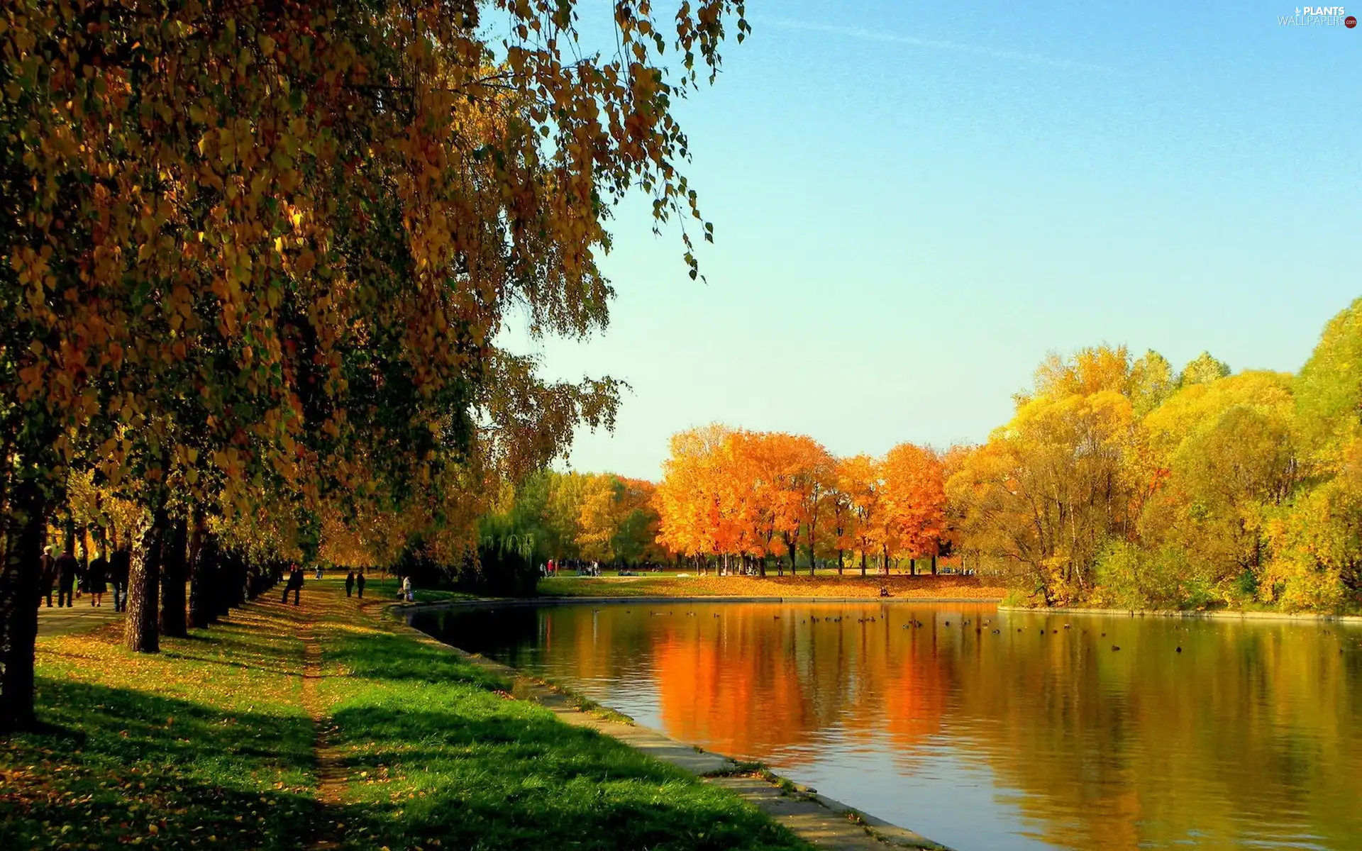 color, Park, viewes, autumn, trees, River