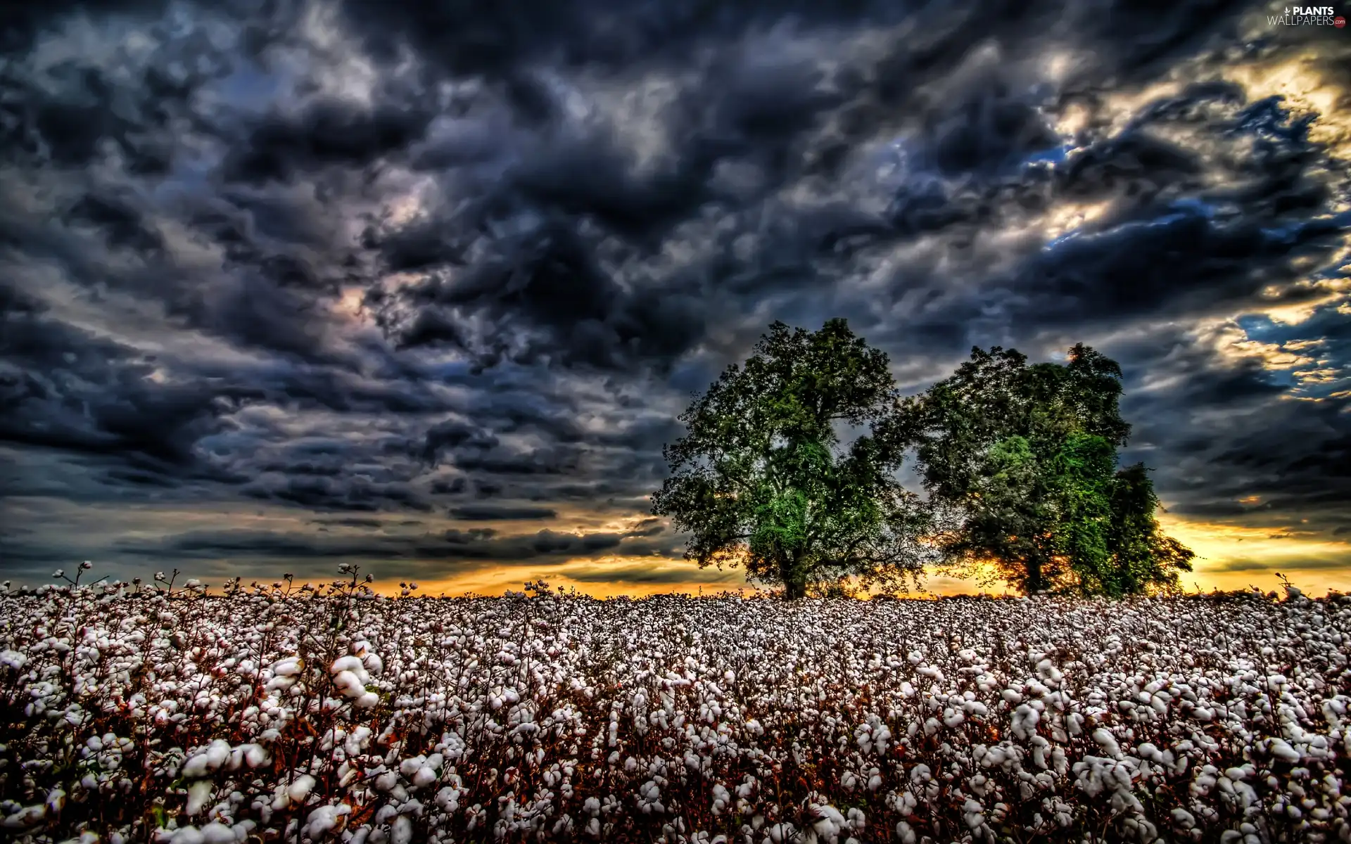 clouds, west, viewes, cotton, trees, sun