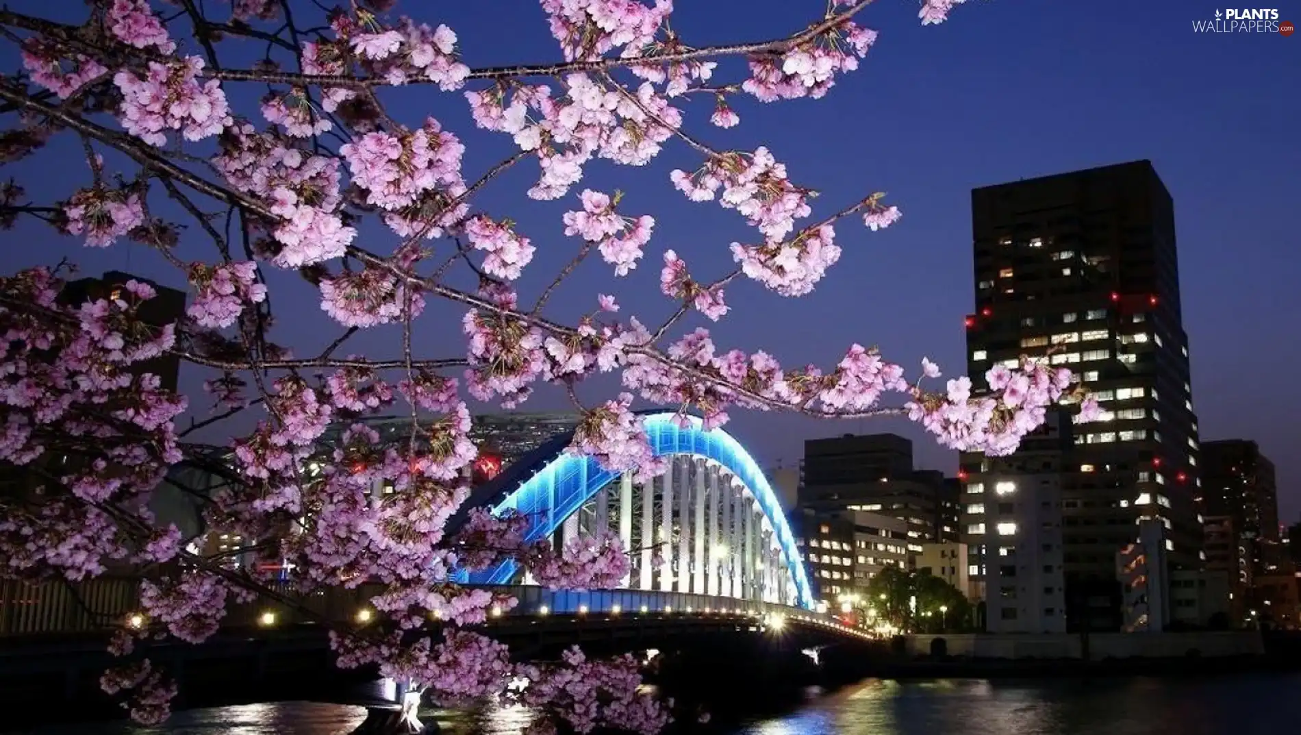 twig, Floodlit, viewes, Flowers, trees, bridge