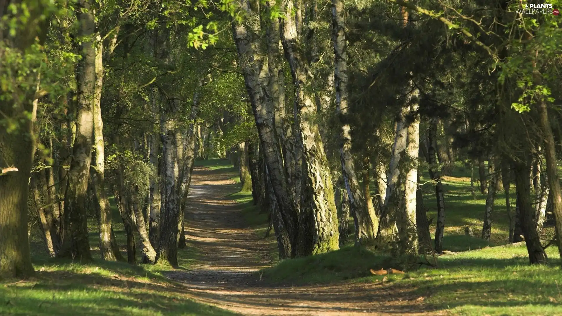 forest, trees, viewes, Path