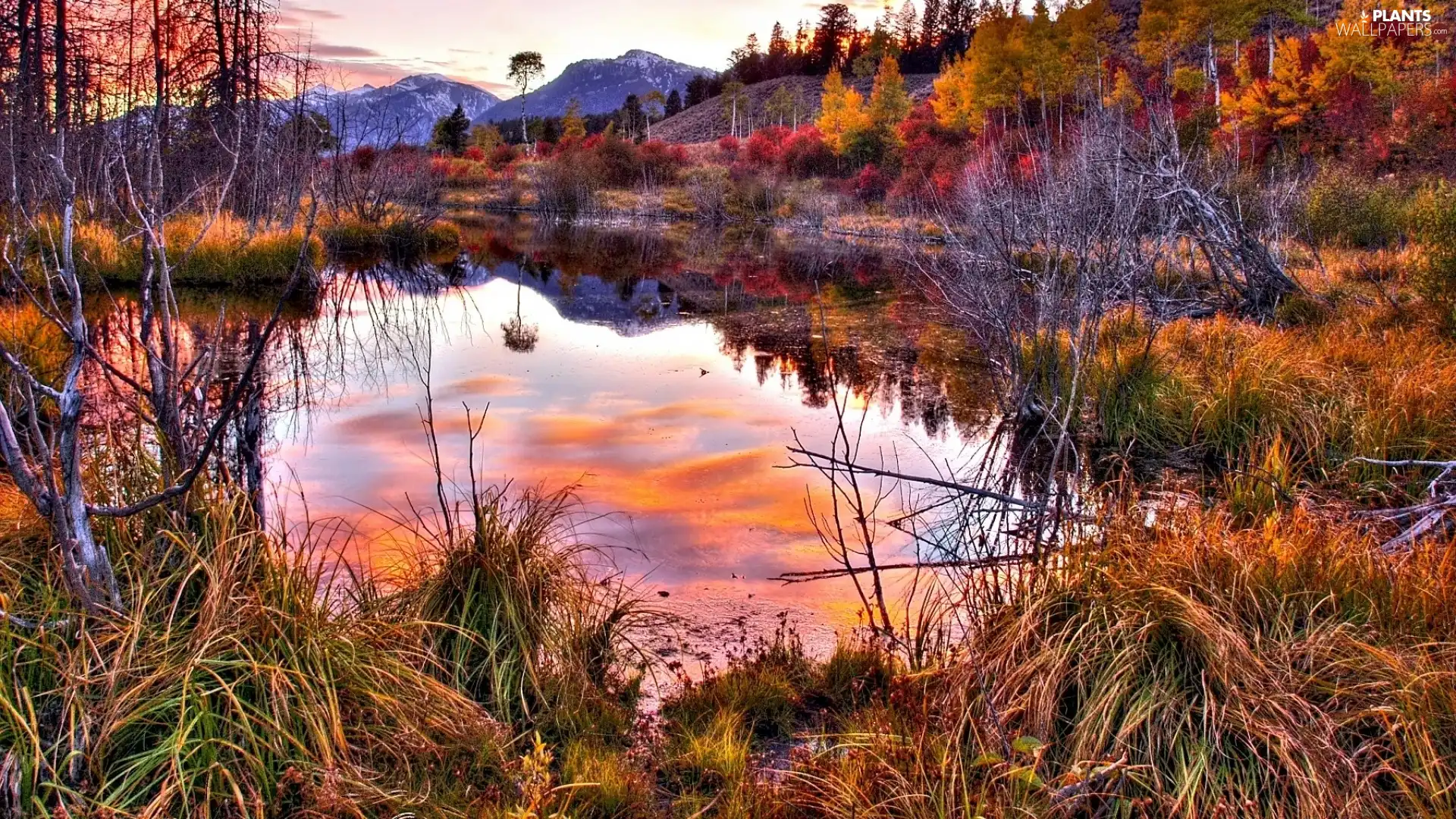 viewes, grass, lake, trees, Mountains