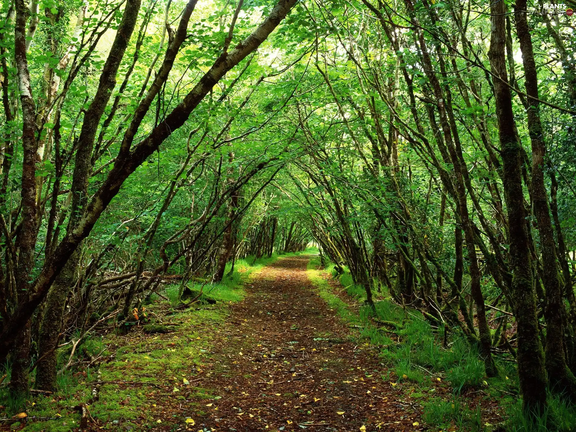 viewes, Path, green ones, trees, forest