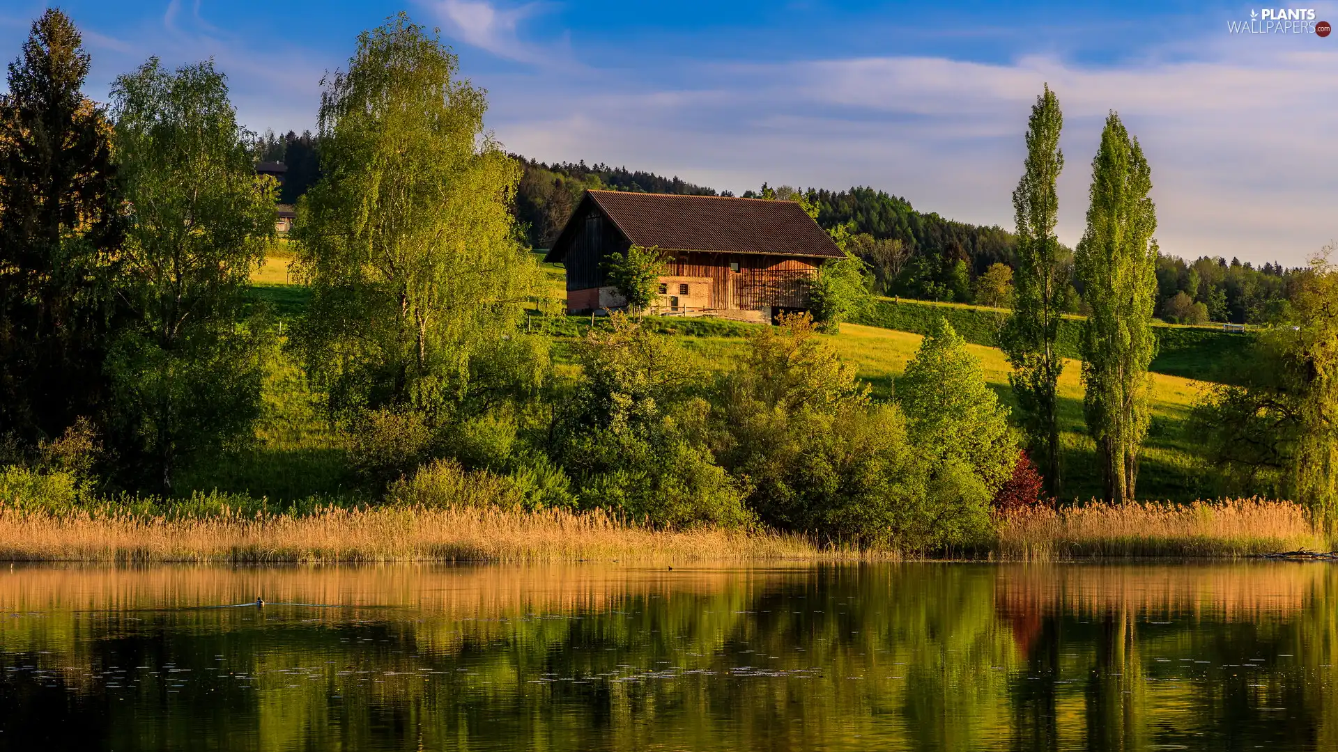 viewes, trees, birch, Poplars, Barn, summer, Hill, house, lake