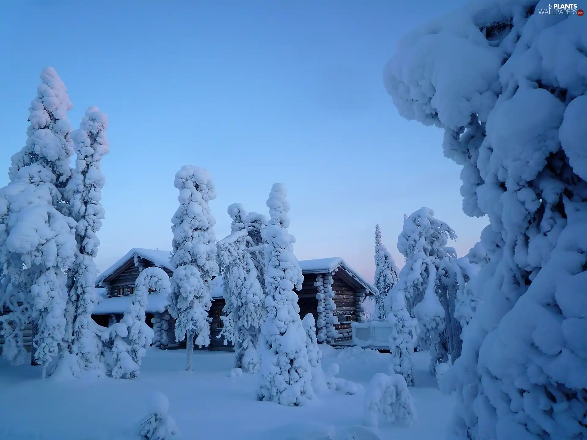 viewes, Home, Snowy, trees, winter