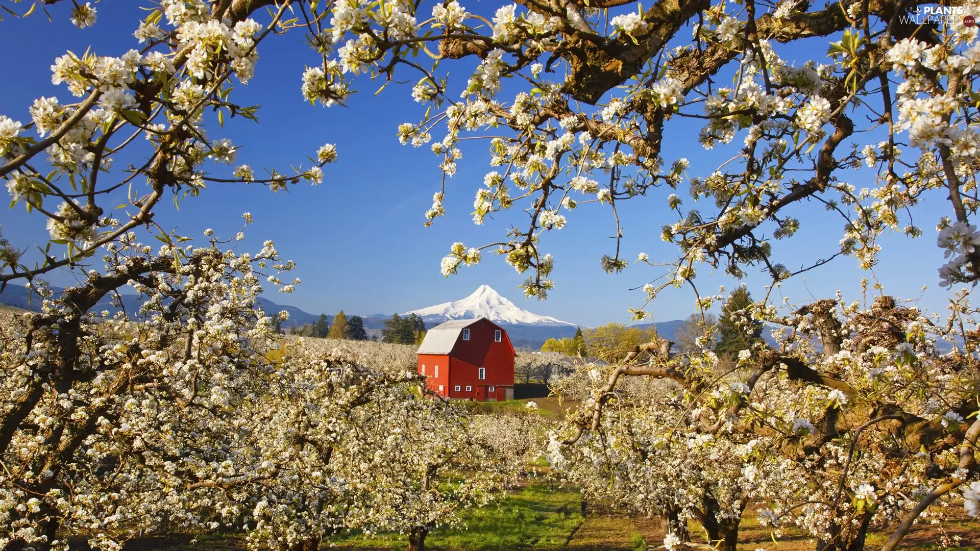 flourishing, field, viewes, Mountains, trees, house