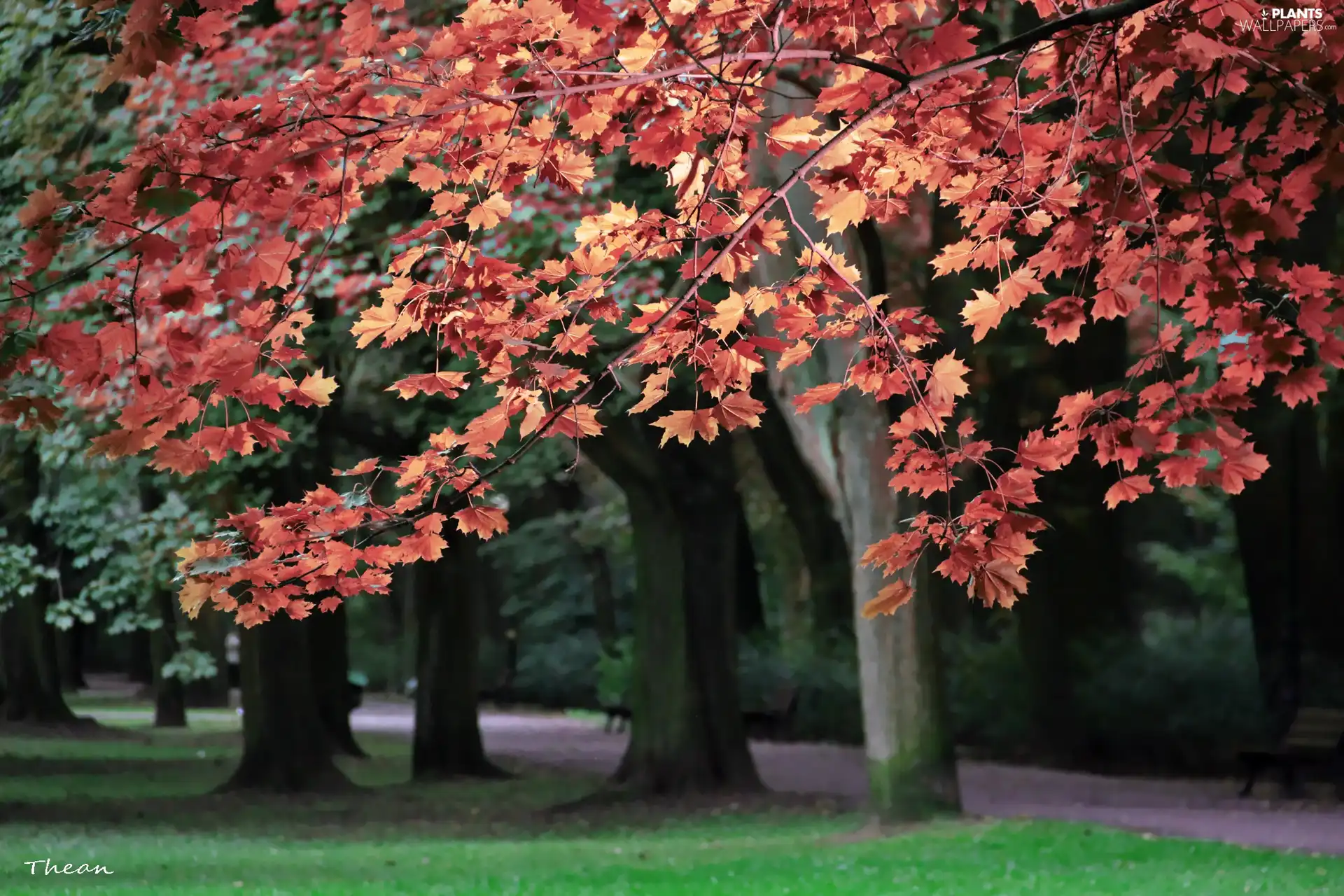 viewes, Park, Leaf, trees, Red