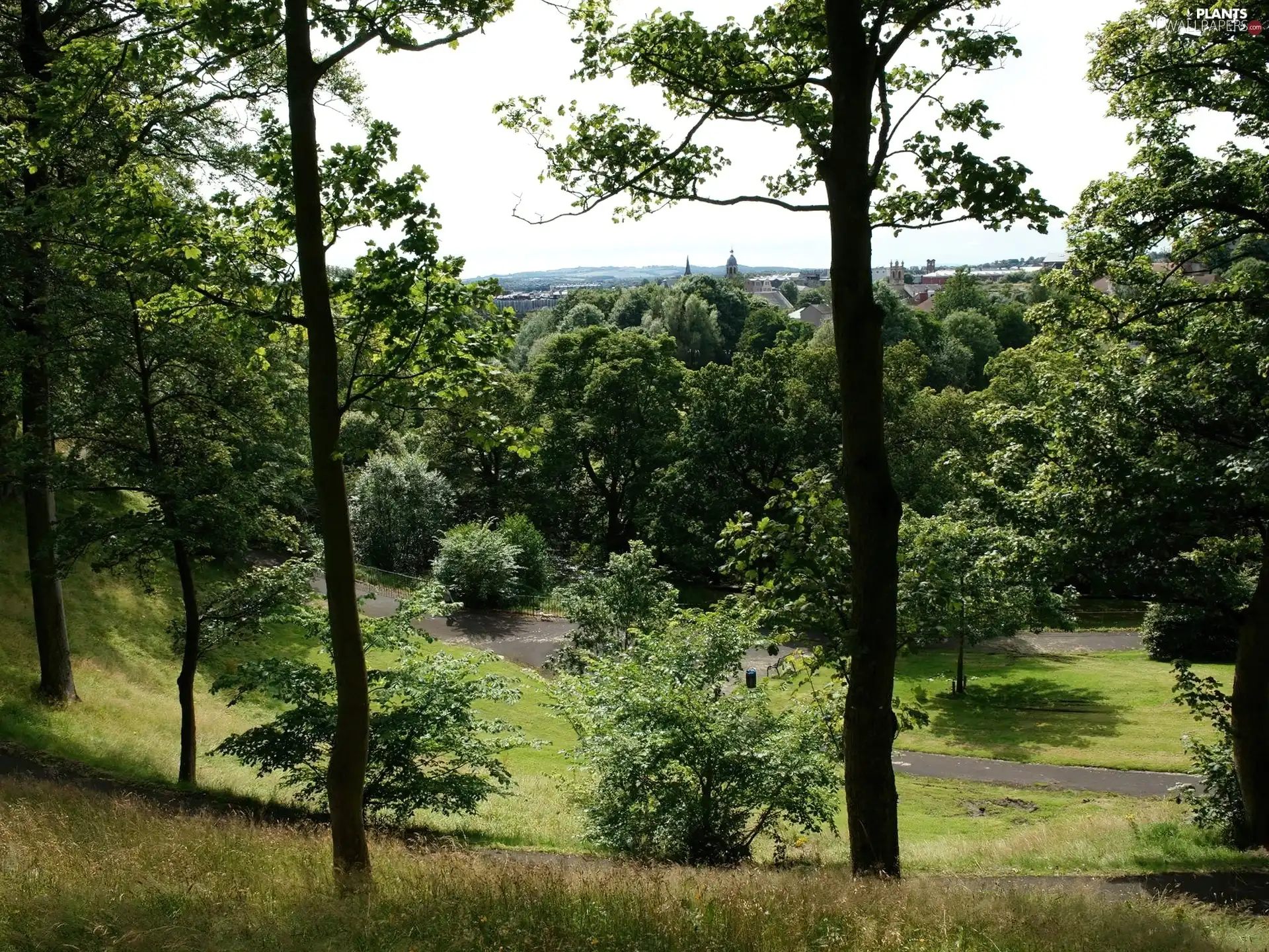 Park, trees, viewes, Alleys