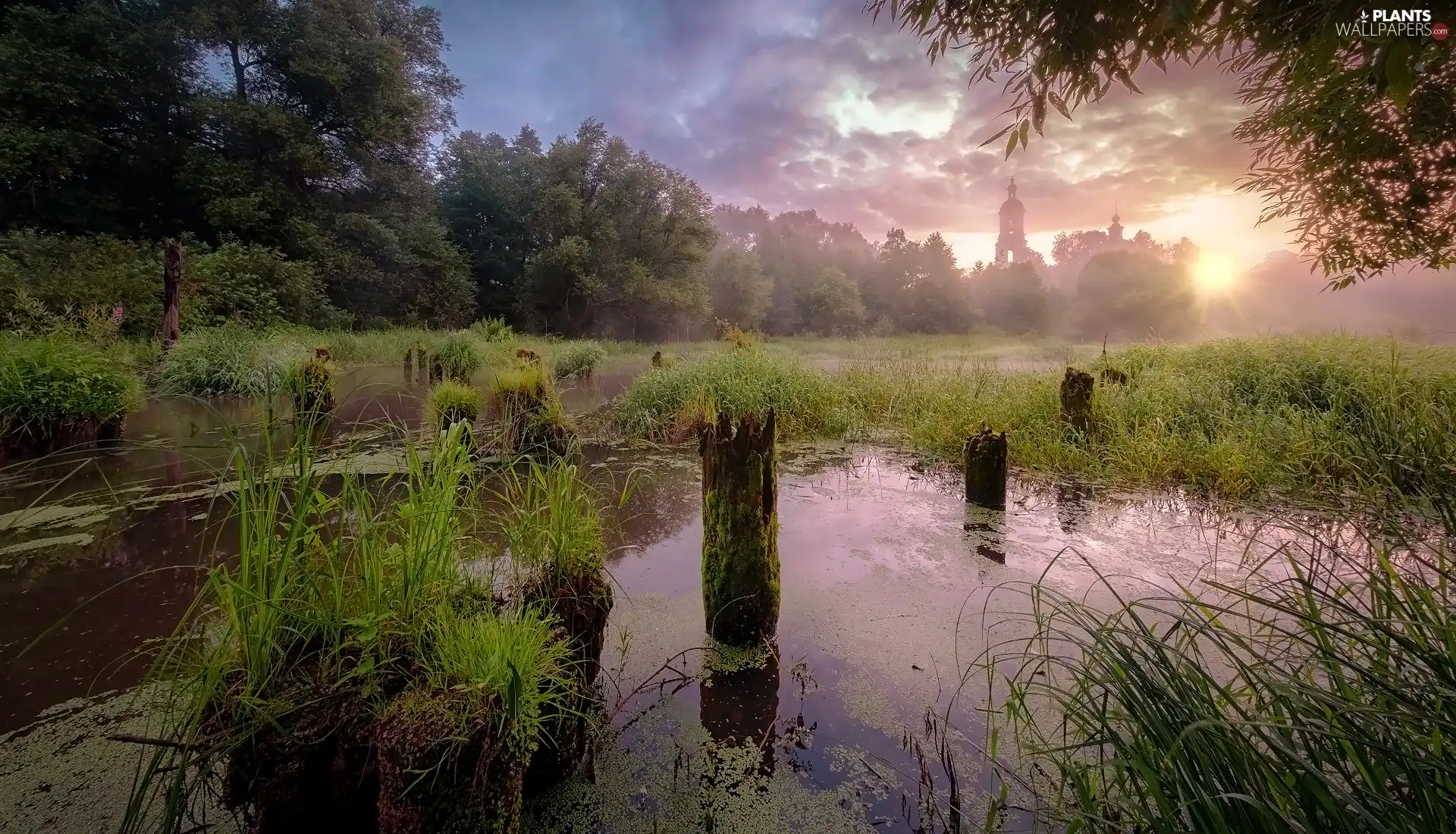 grass, trees, Pins, viewes, River, Sunrise, Cerkiew