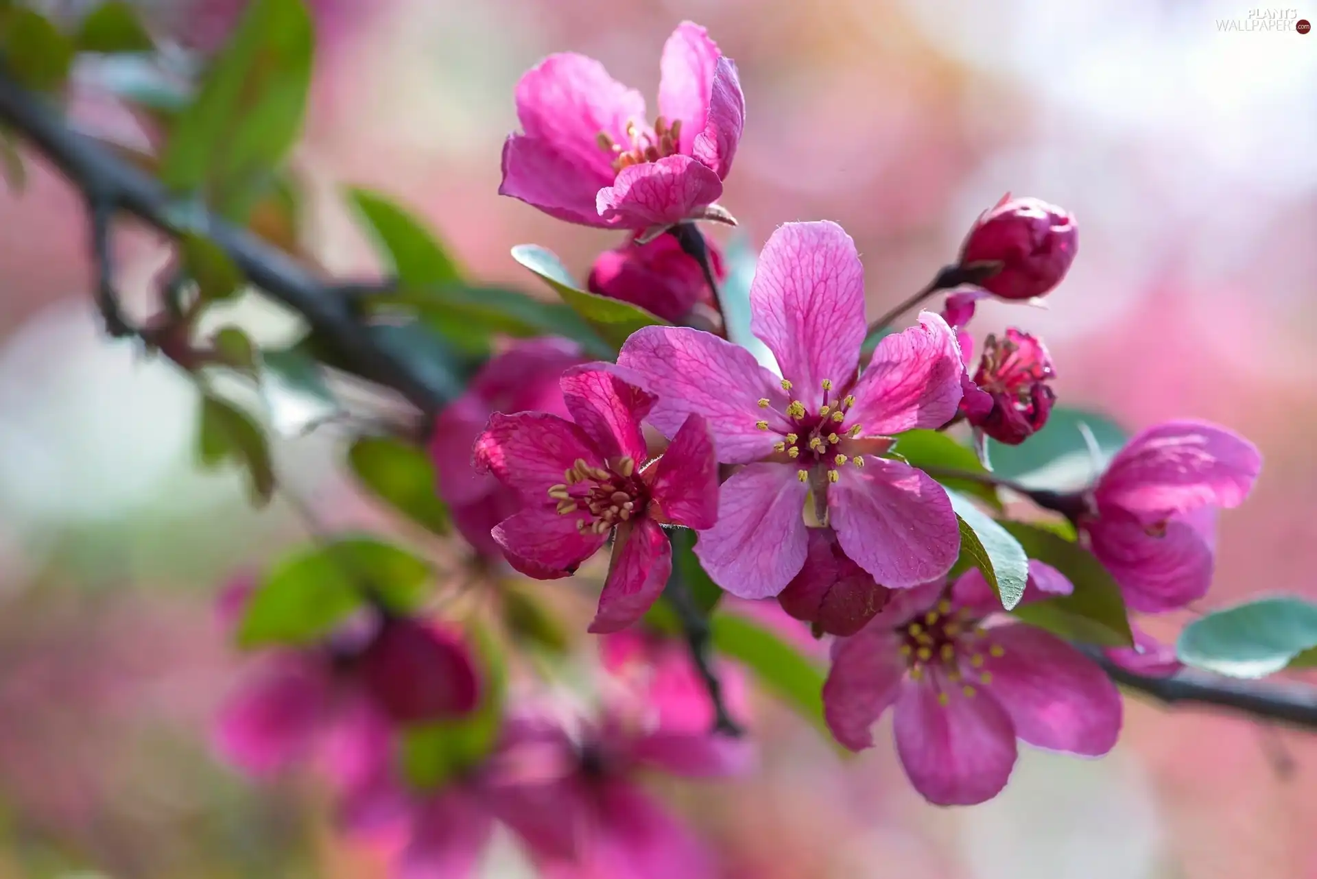 viewes, Spring, fruit, trees, Flowers