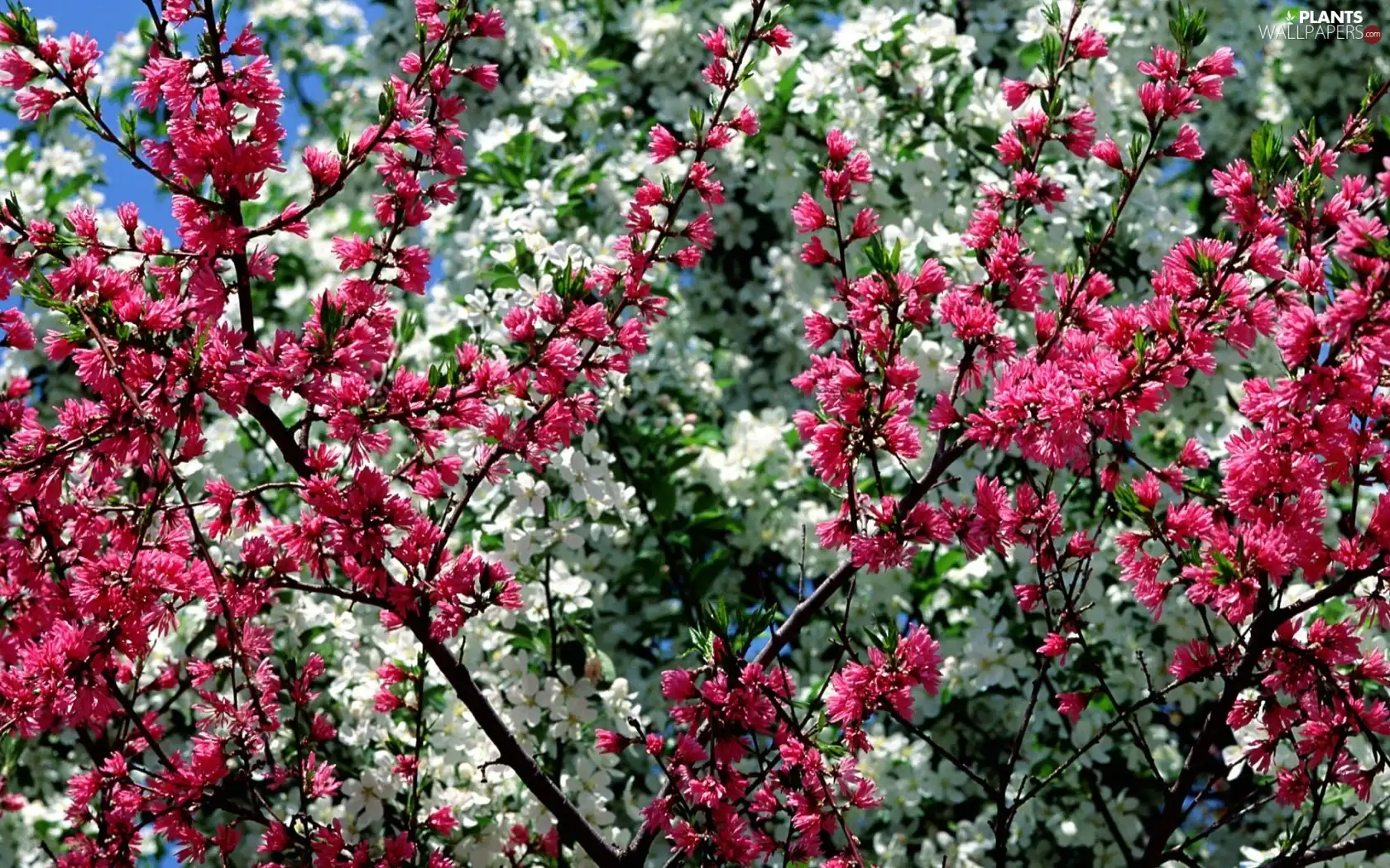 Spring, trees, viewes, flourishing