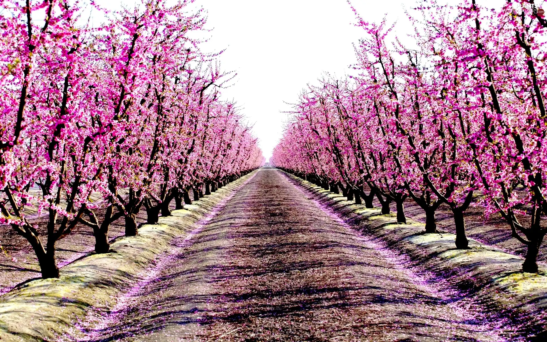 Spring, trees, viewes, orchard