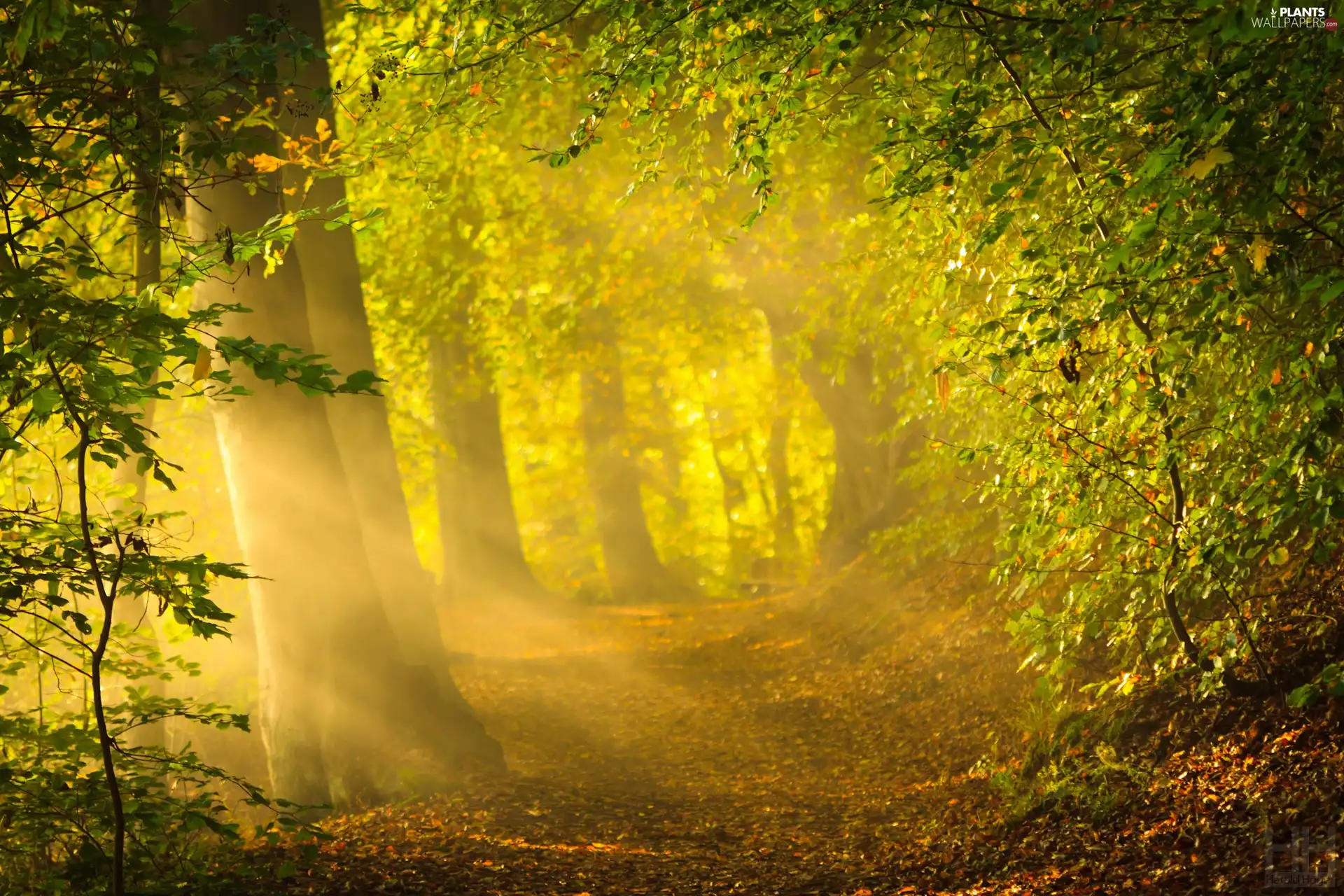 trees, forest, viewes, Przebijające, luminosity, autumn, sun, flash, ligh