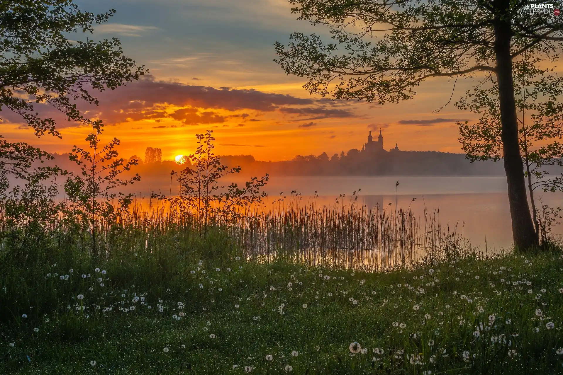 trees, viewes, Sunrise, Fog, lake