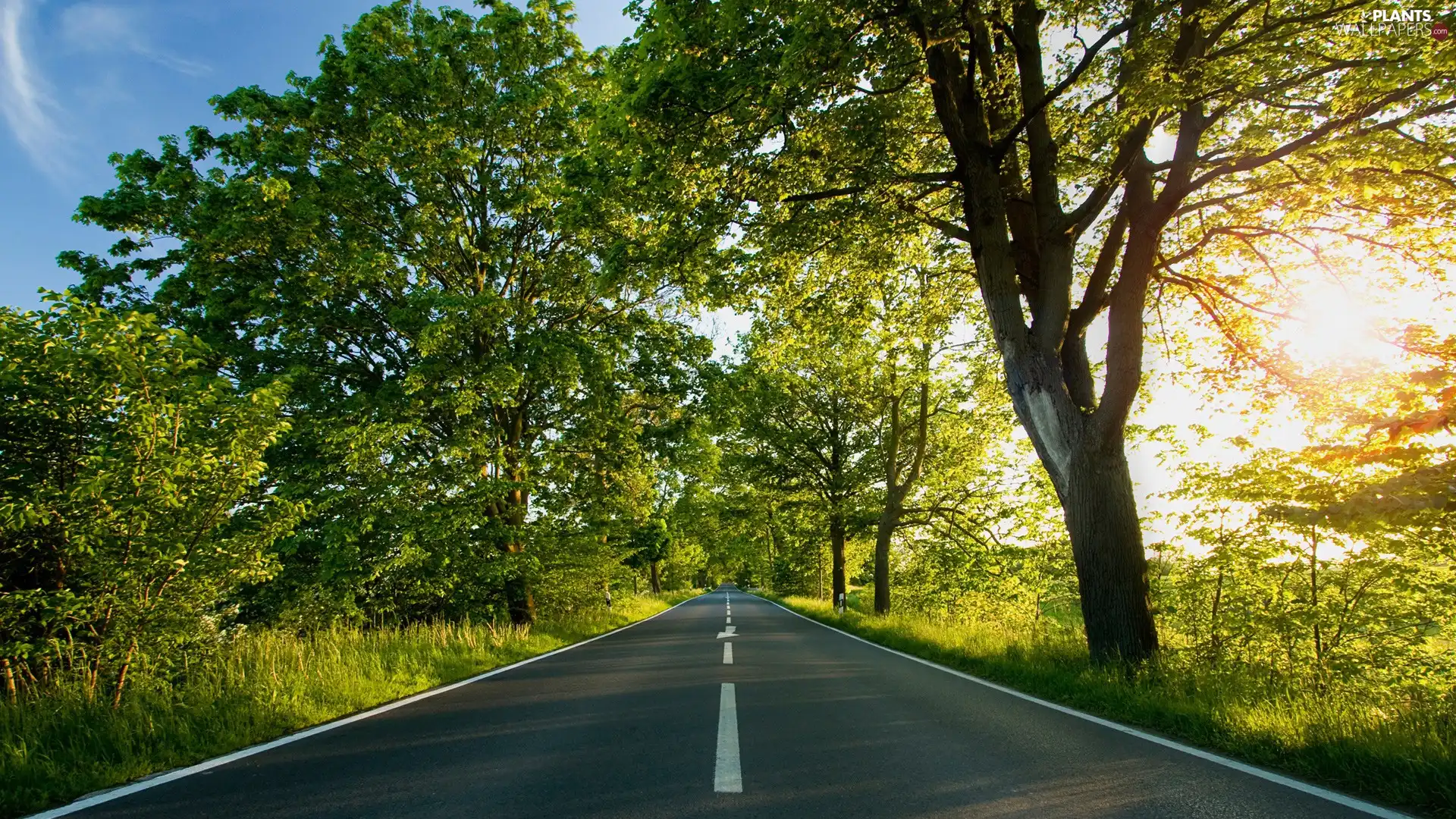 Way, trees, viewes, Belts