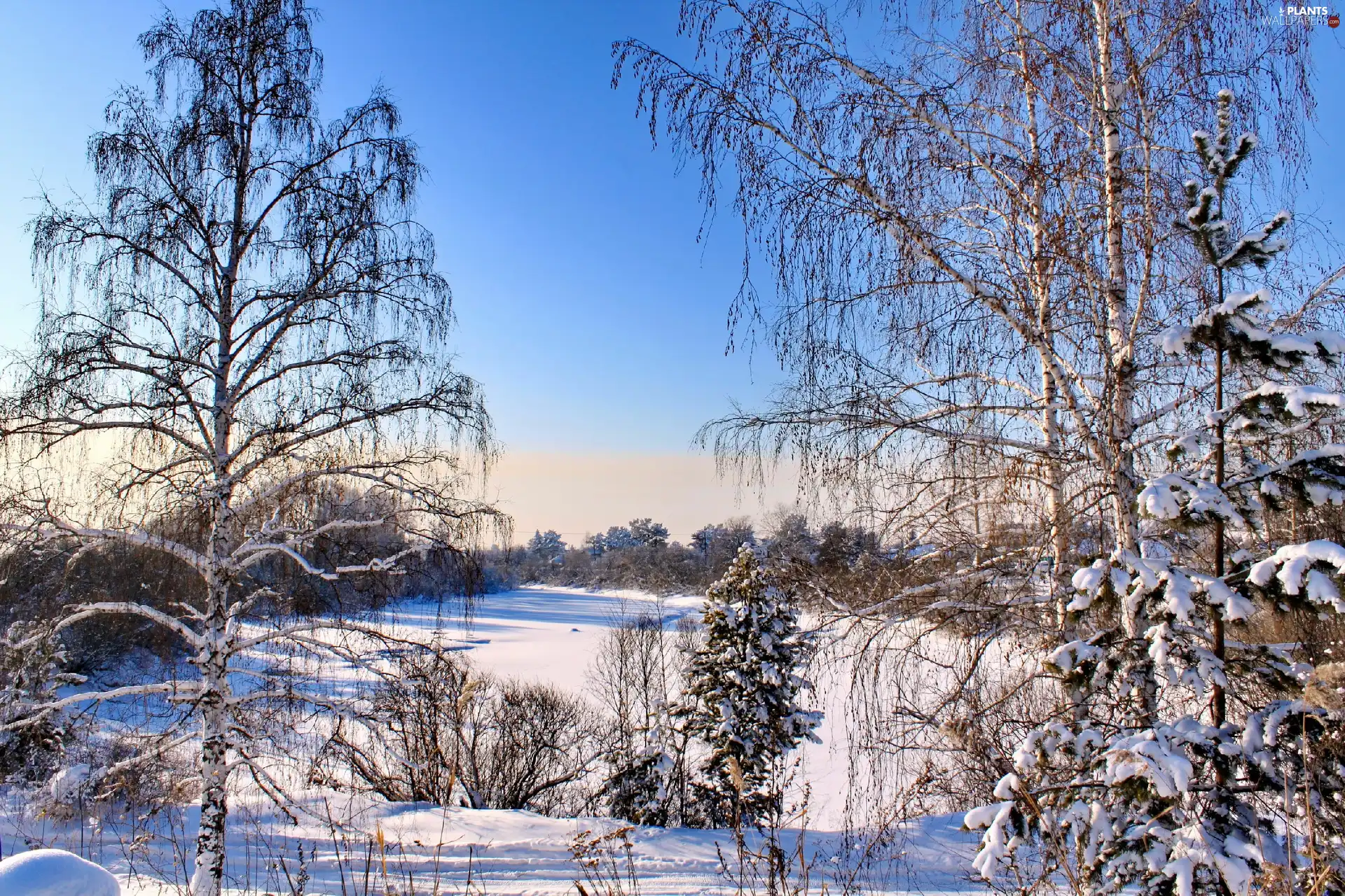 viewes, winter, woods, trees, field