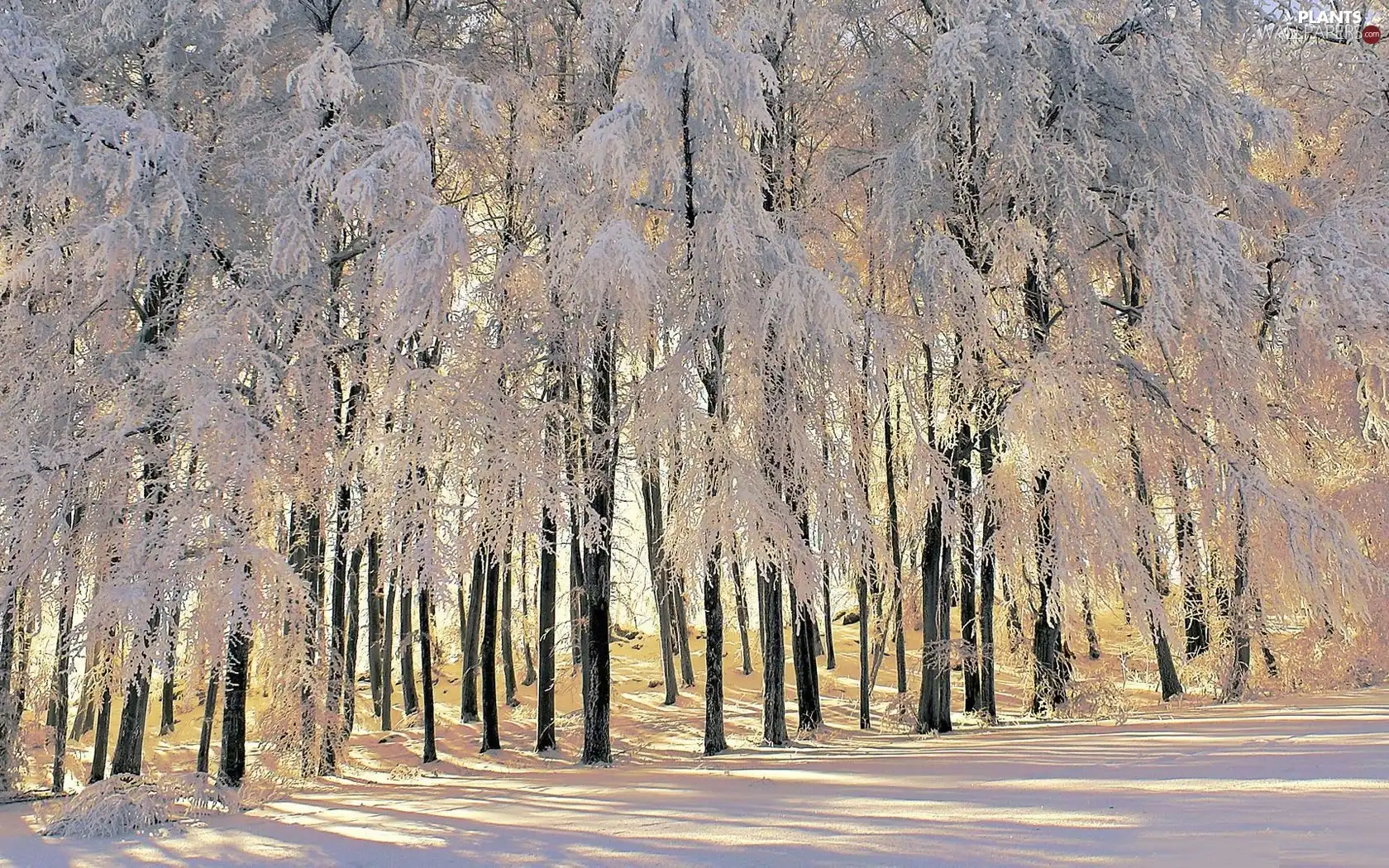 viewes, winter, Snowy, trees, forest