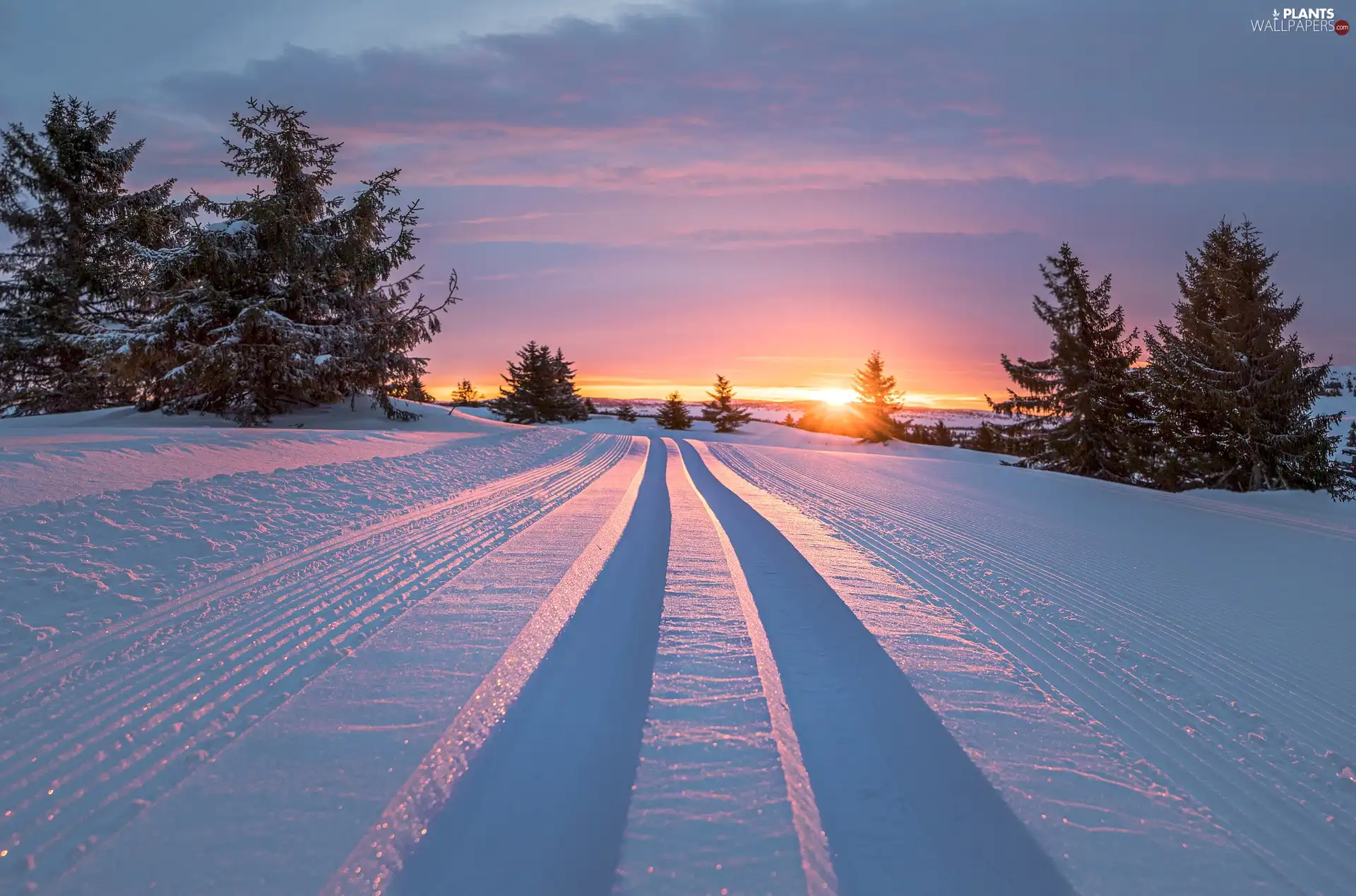 trees, viewes, winter, snow, Sunrise