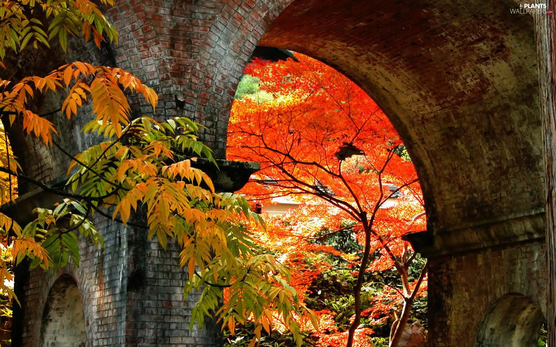 color, at, Wall, Leaf