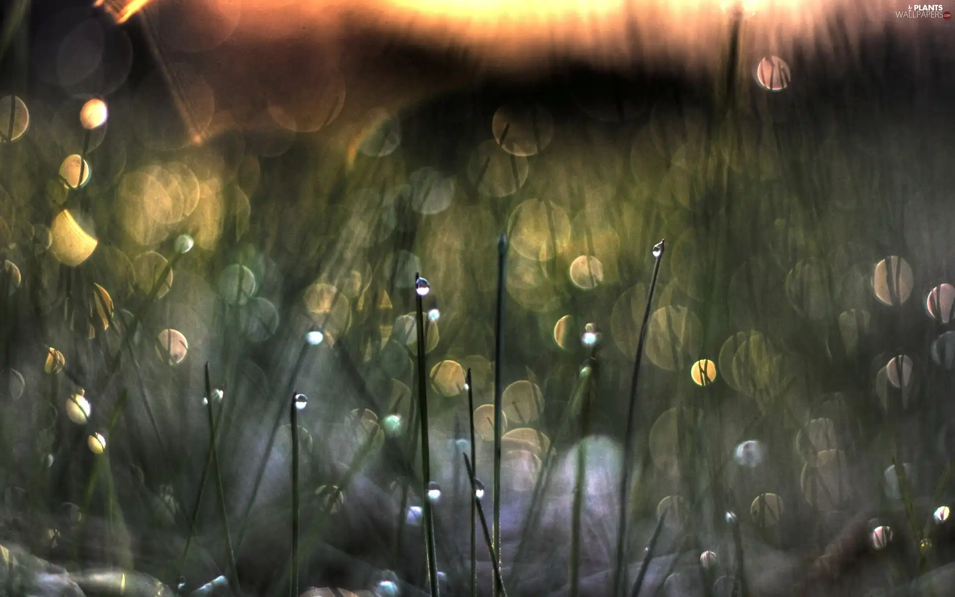 water, grass, drops