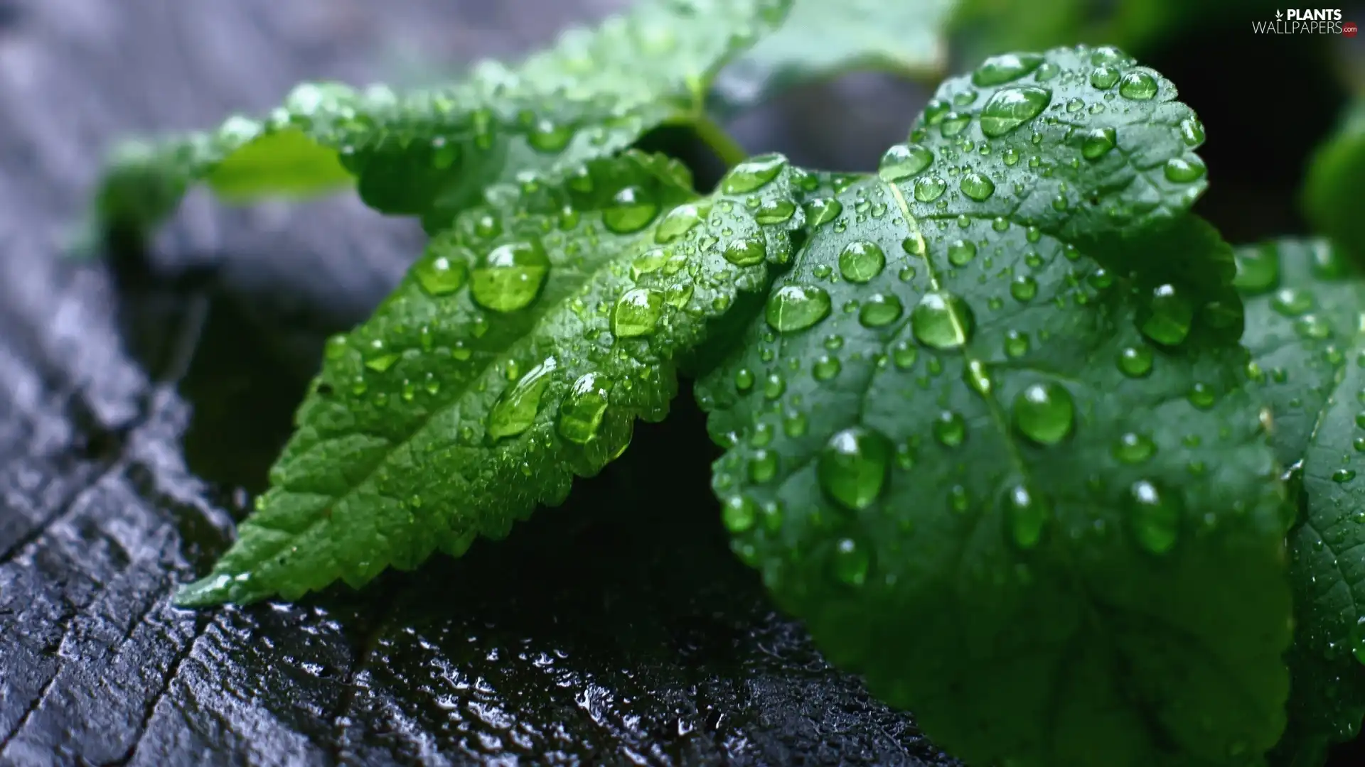 water, Leaf, drops