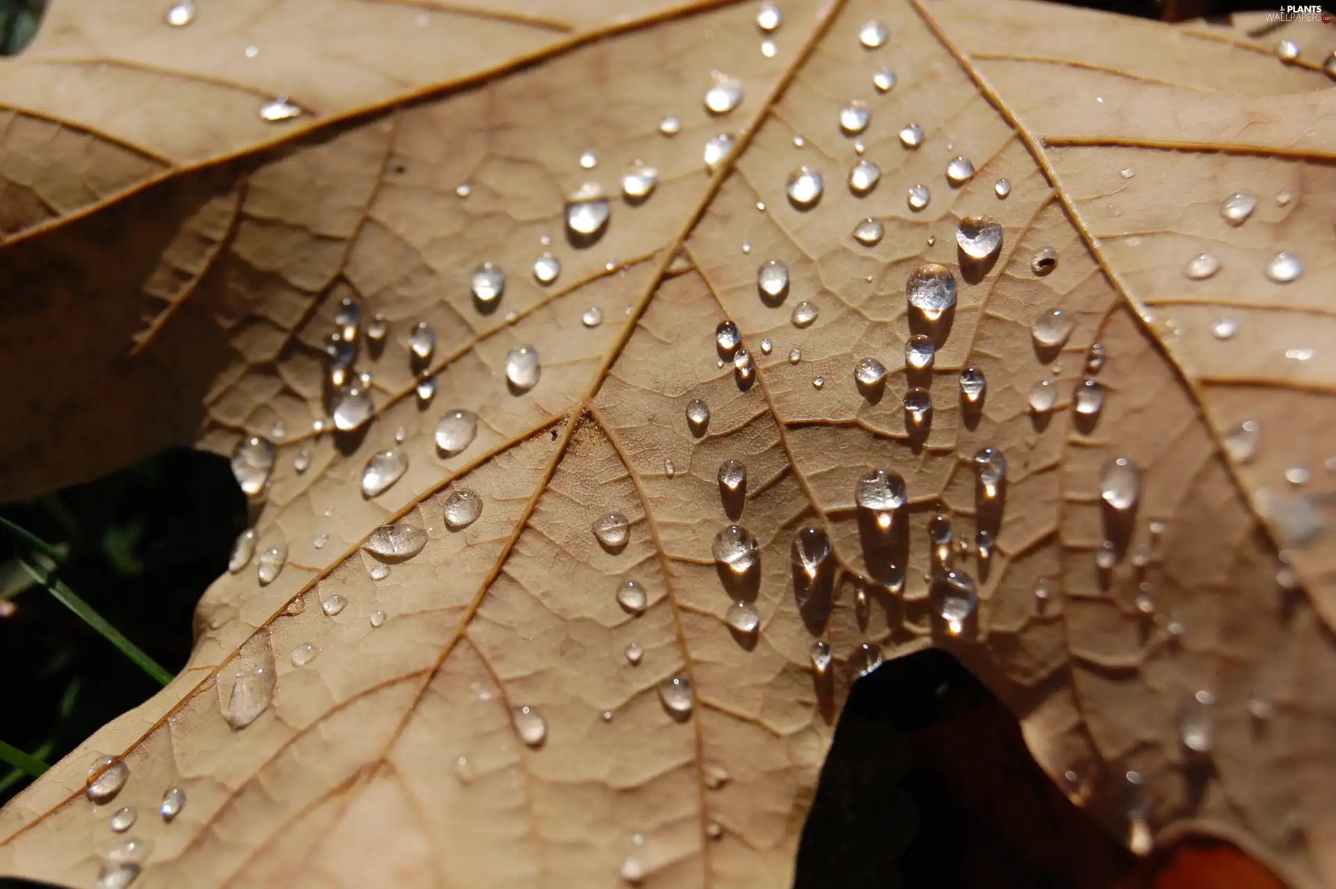 water, leaf, drops