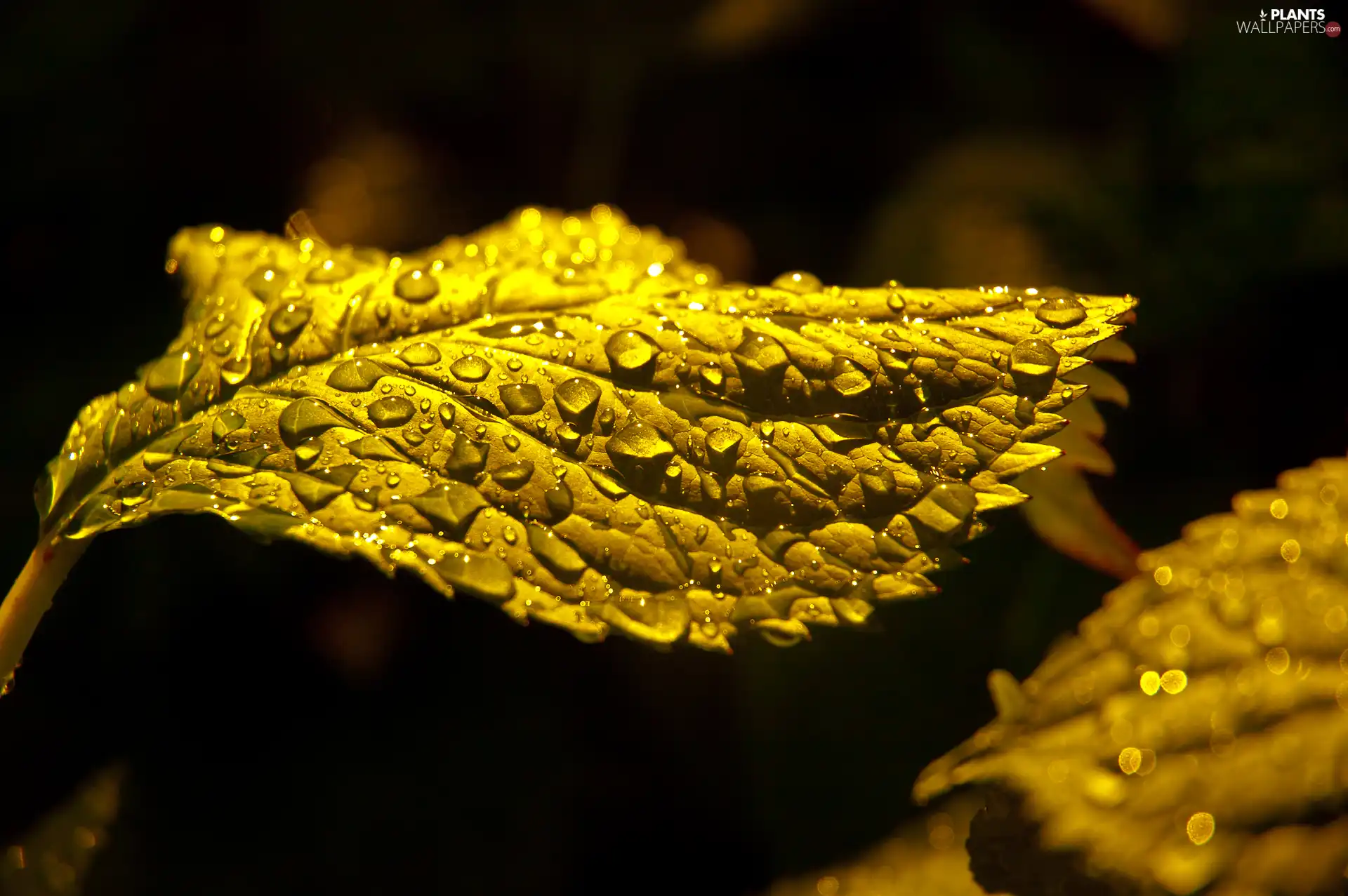 water, leaf, drops