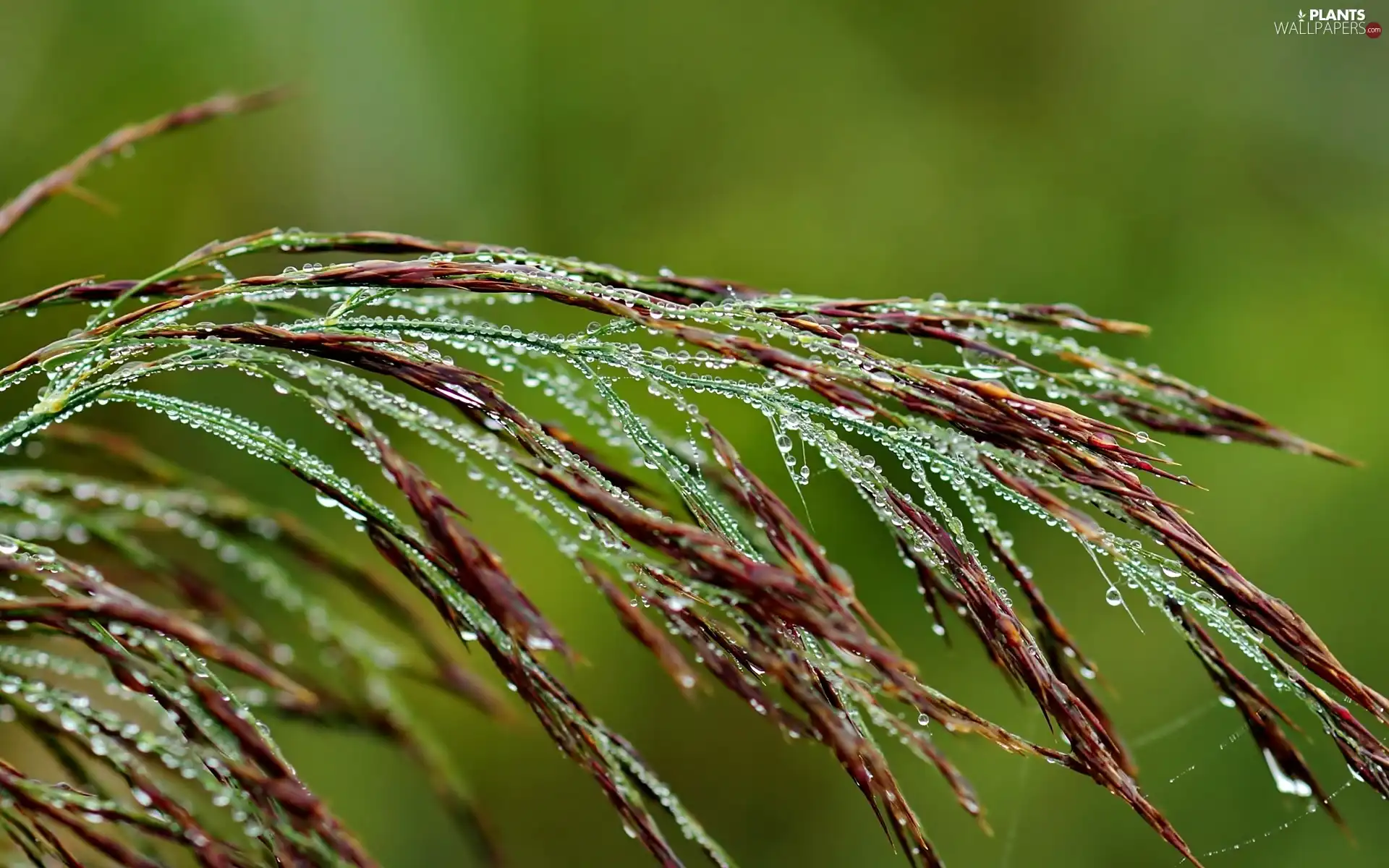 grass, drops, water, dew