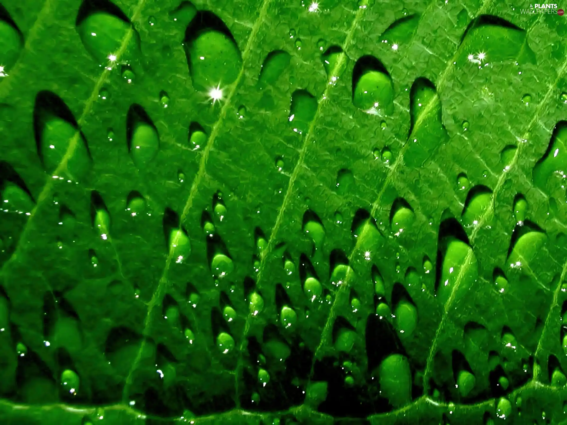 Green, drops, water, leaf