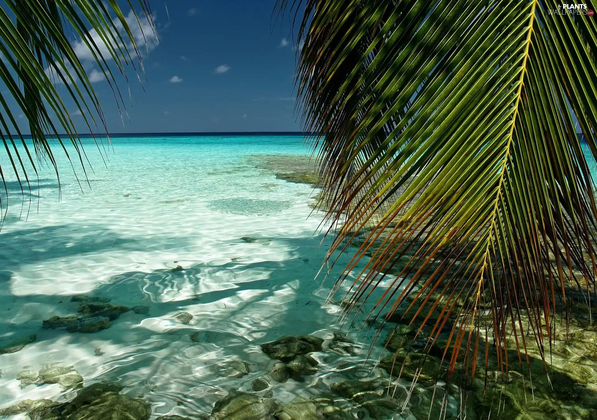 sea, Crystal, water, Palm