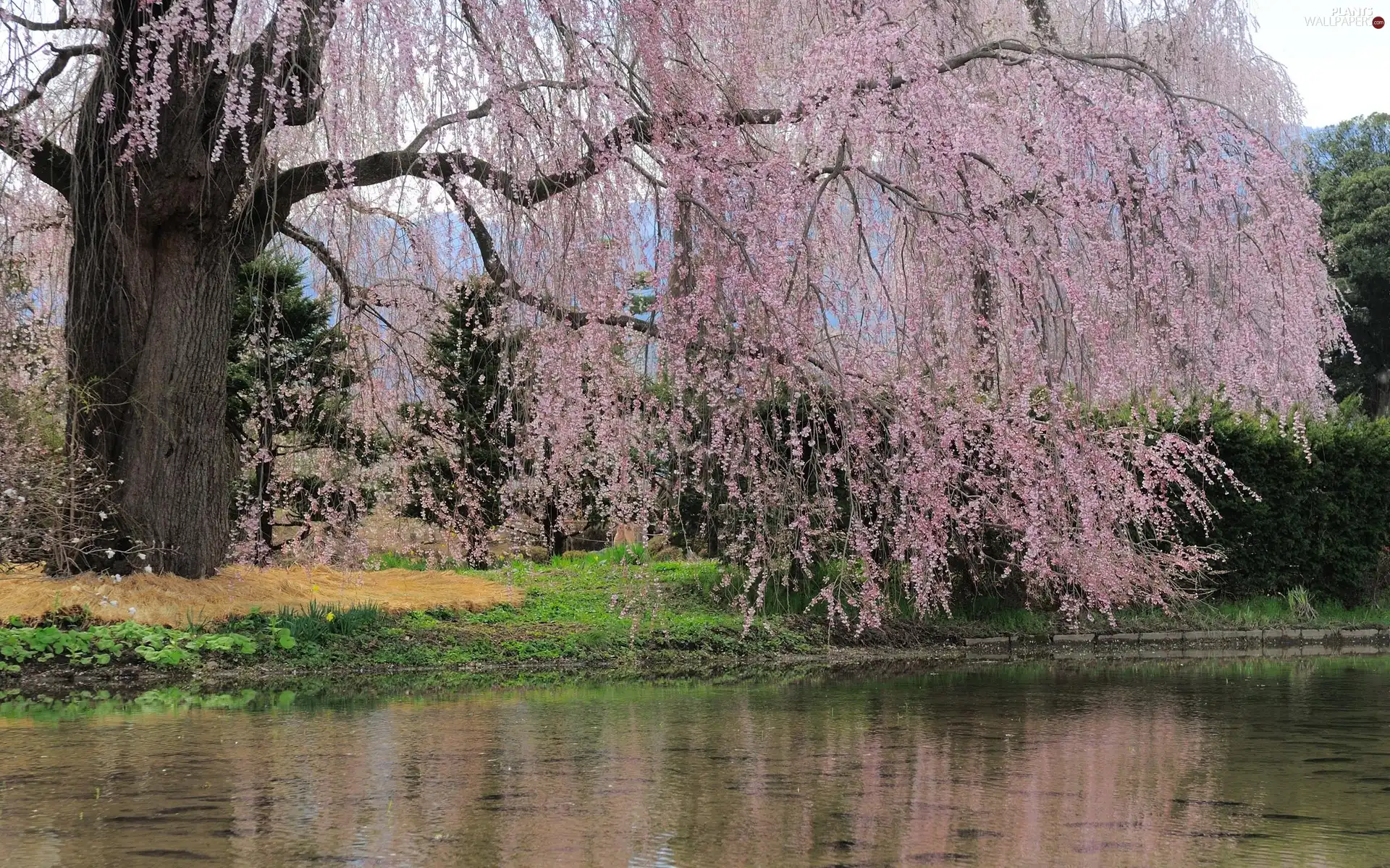 water, flourishing, trees