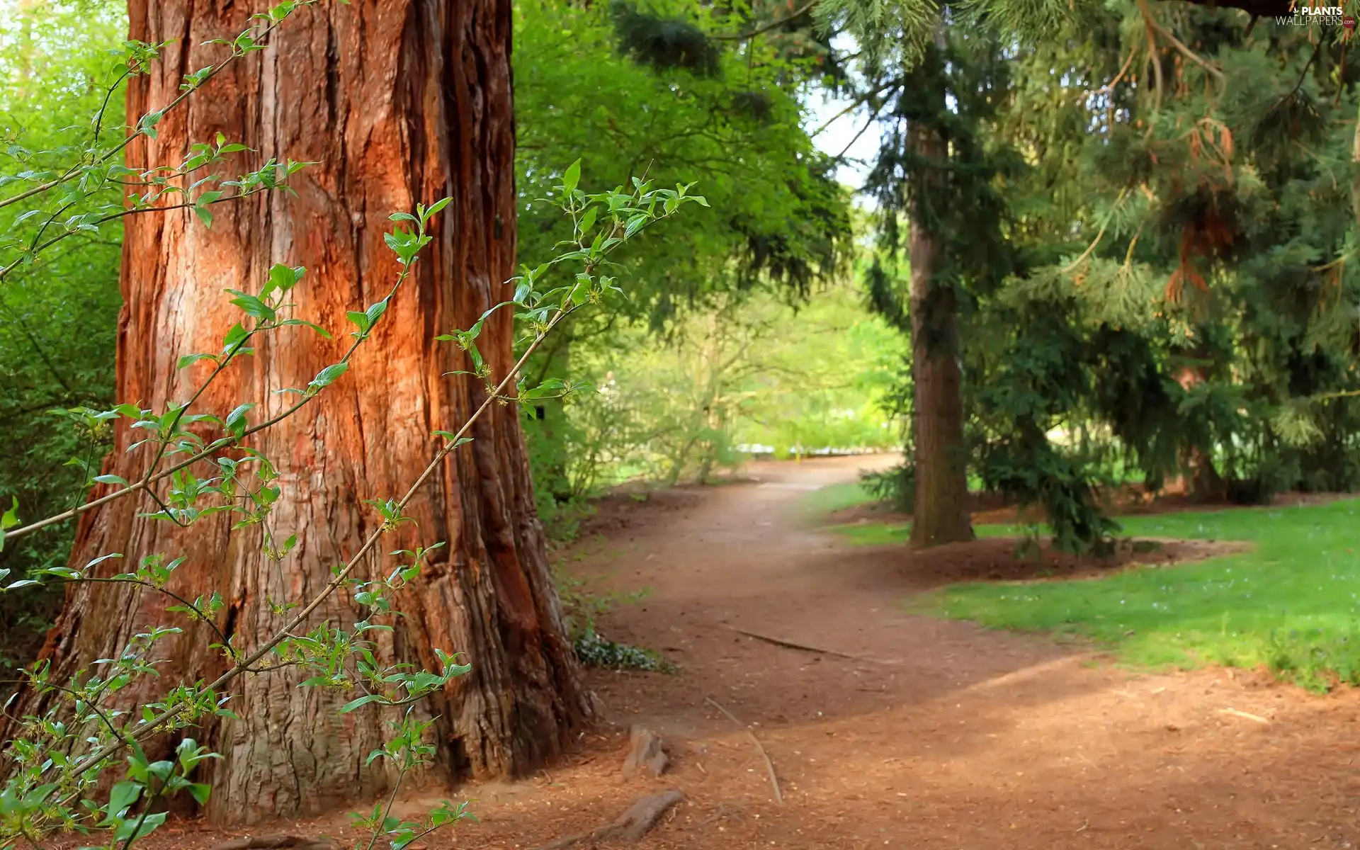 forest, viewes, Way, trees