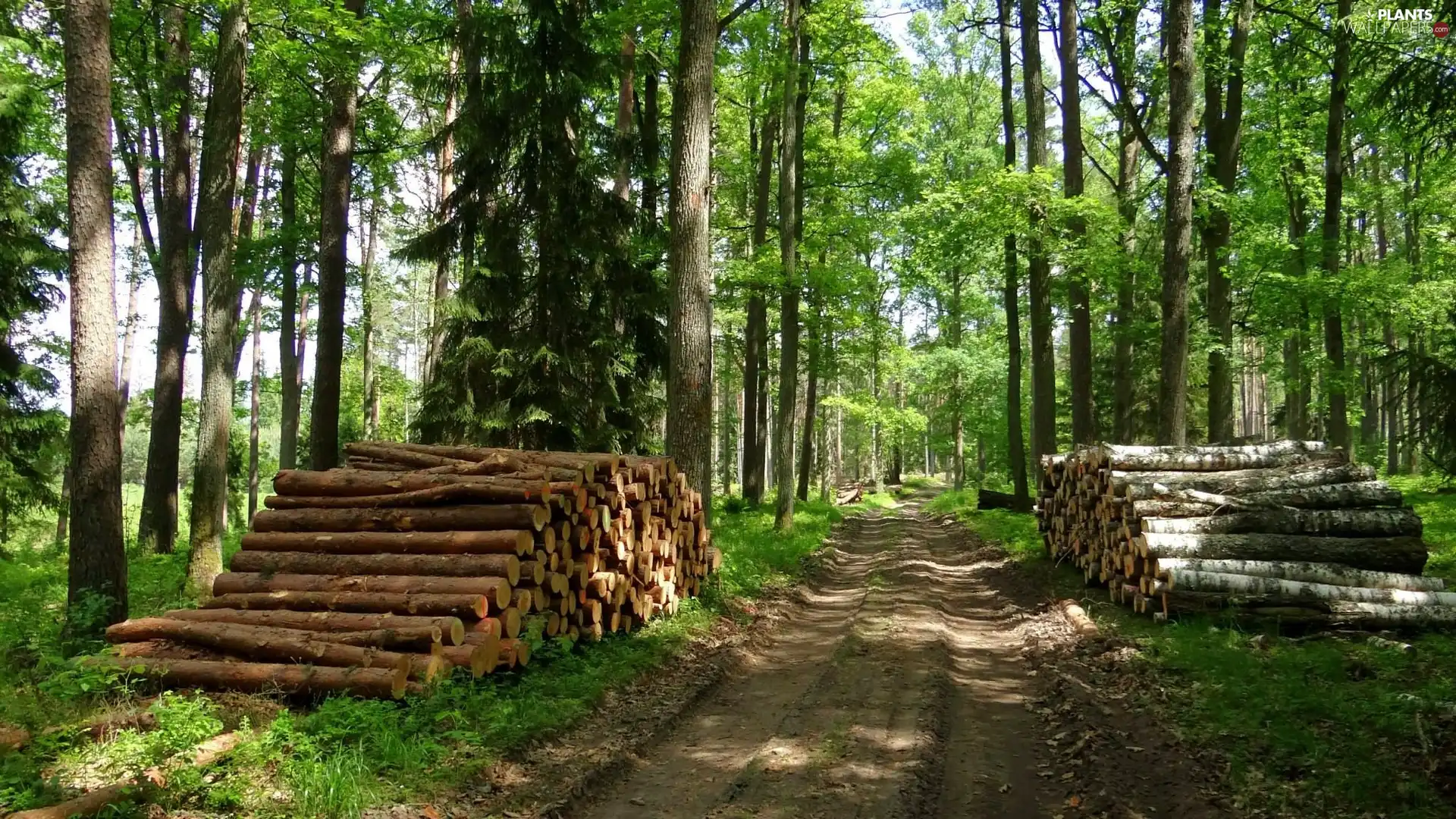 Way, stumps, trees, viewes, forest