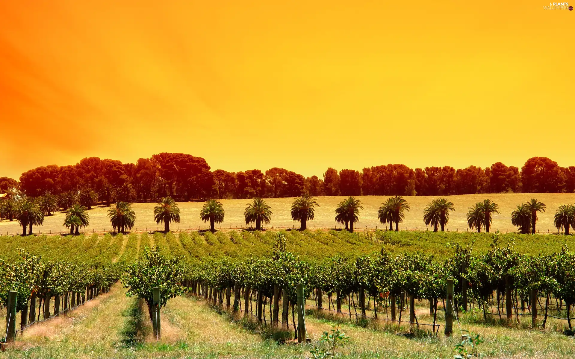 west, sun, Sapling, fruit, vineyard