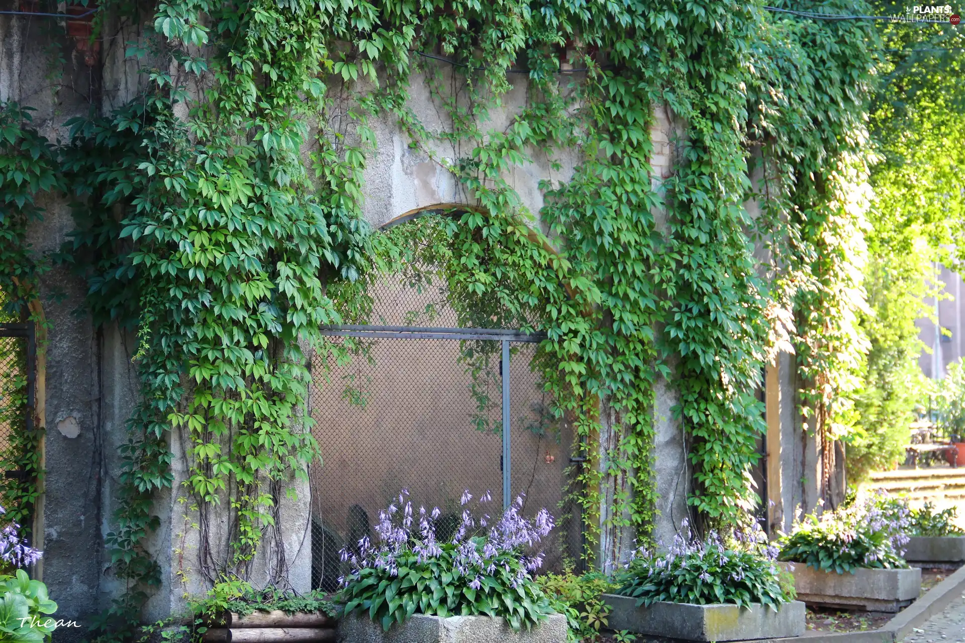 wild, wine, House, covered, Old car