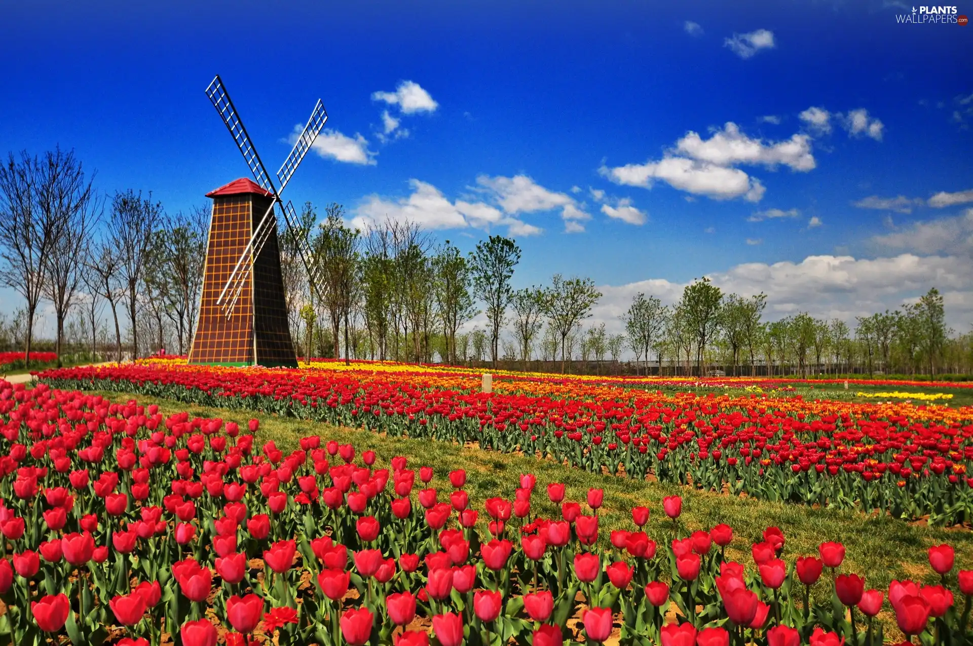 tracts, tulips, Windmill, red